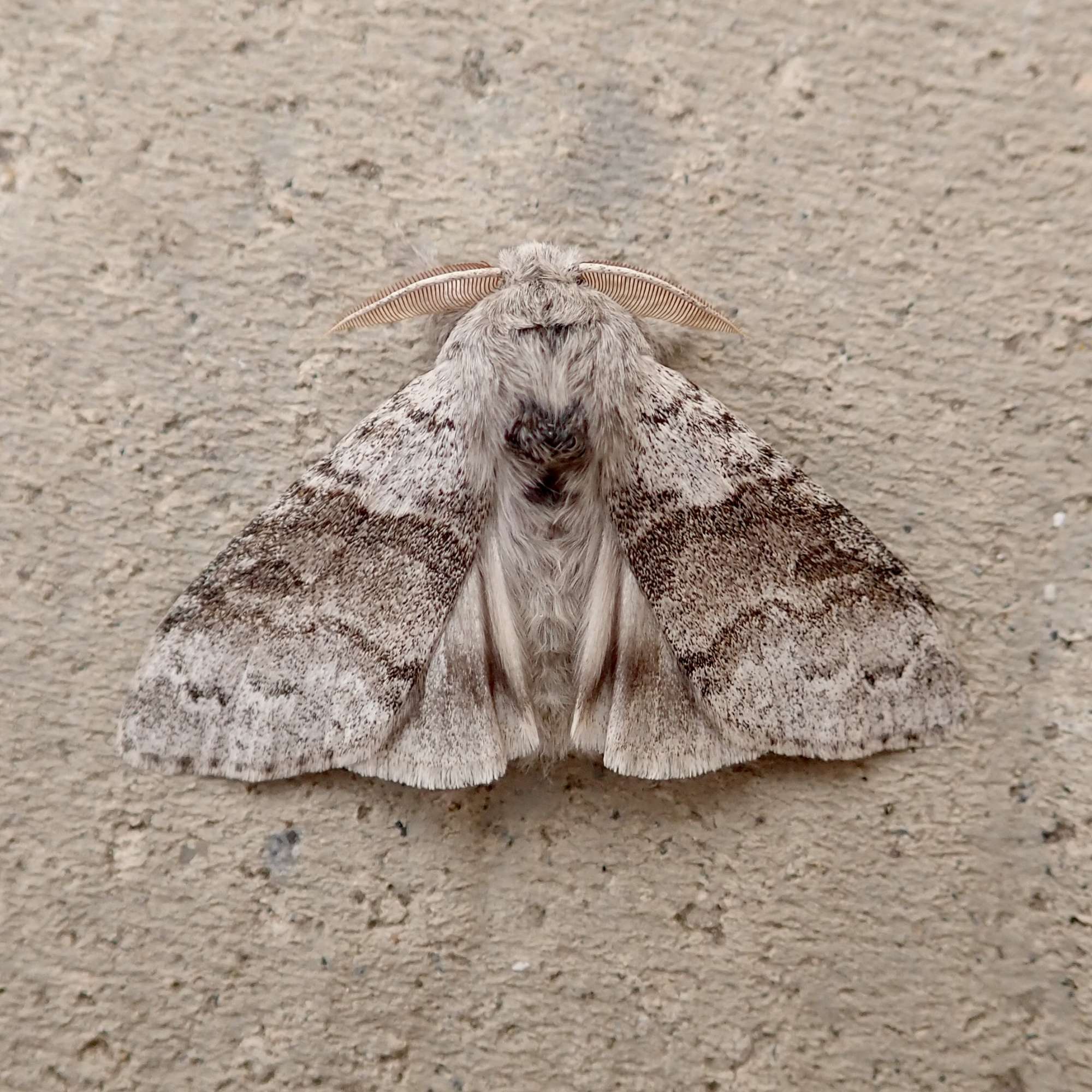 Pale Tussock (Calliteara pudibunda) photographed in Somerset by Sue Davies