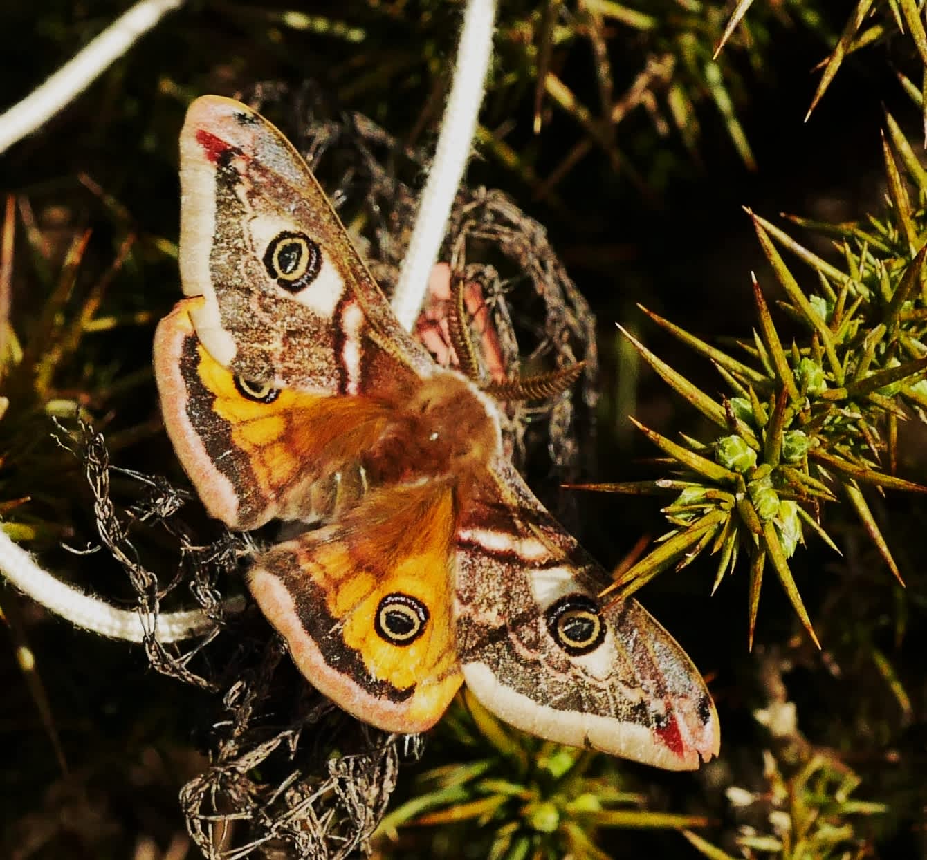 Emperor Moth (Saturnia pavonia) photographed in Somerset by John Connolly