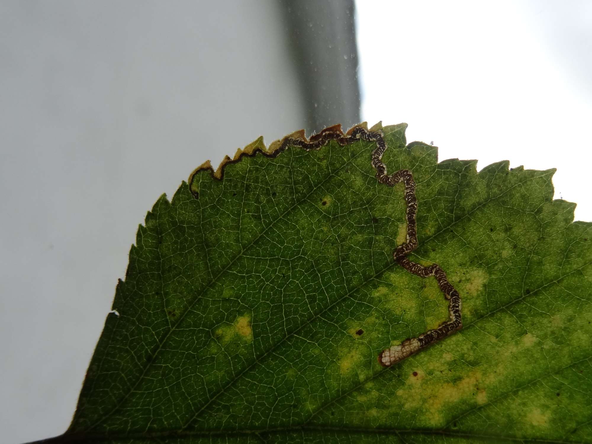 Small Birch Pigmy (Stigmella sakhalinella) photographed in Somerset by Christopher Iles