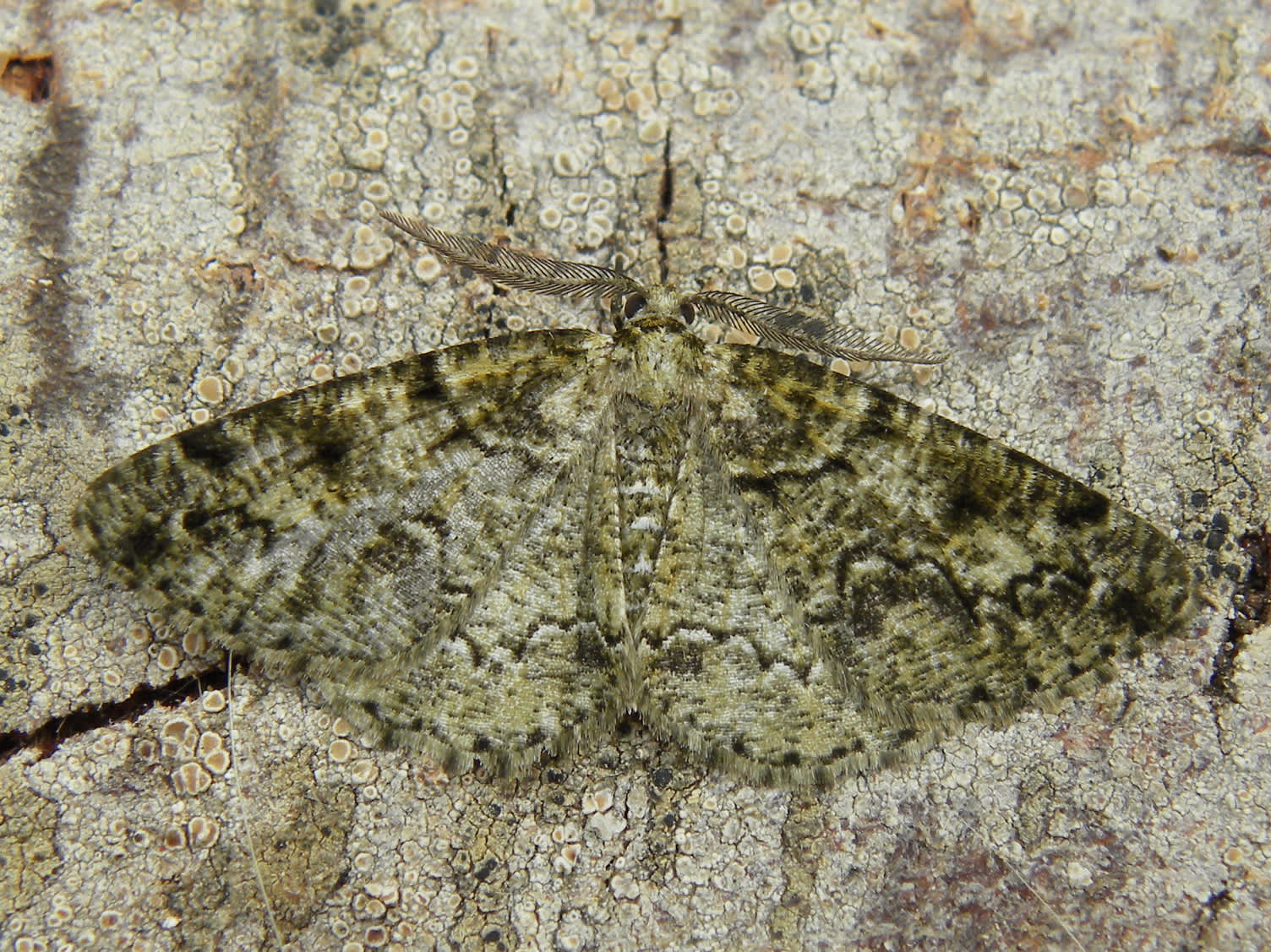 Brussels Lace (Cleorodes lichenaria) photographed in Somerset by Sue Davies