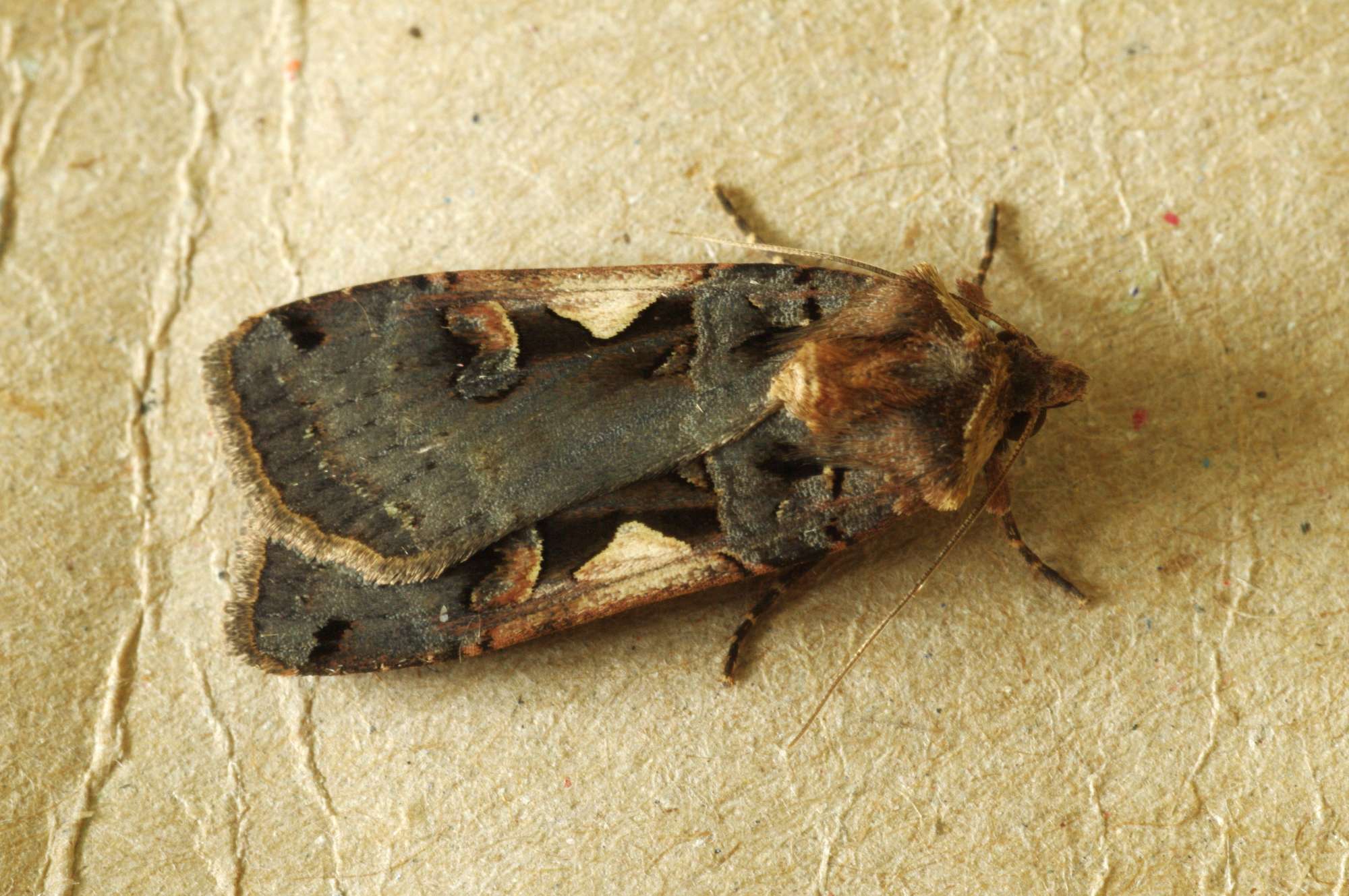 Setaceous Hebrew Character (Xestia c-nigrum) photographed in Somerset by John Connolly