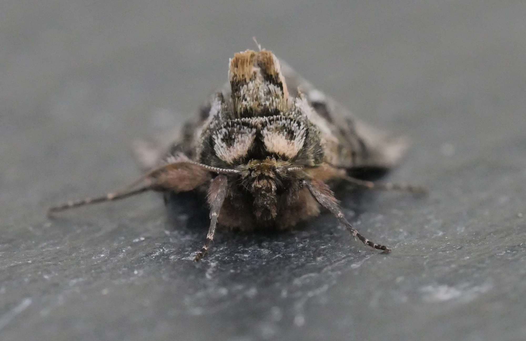 The Spectacle (Abrostola tripartita) photographed in Somerset by Jenny Vickers