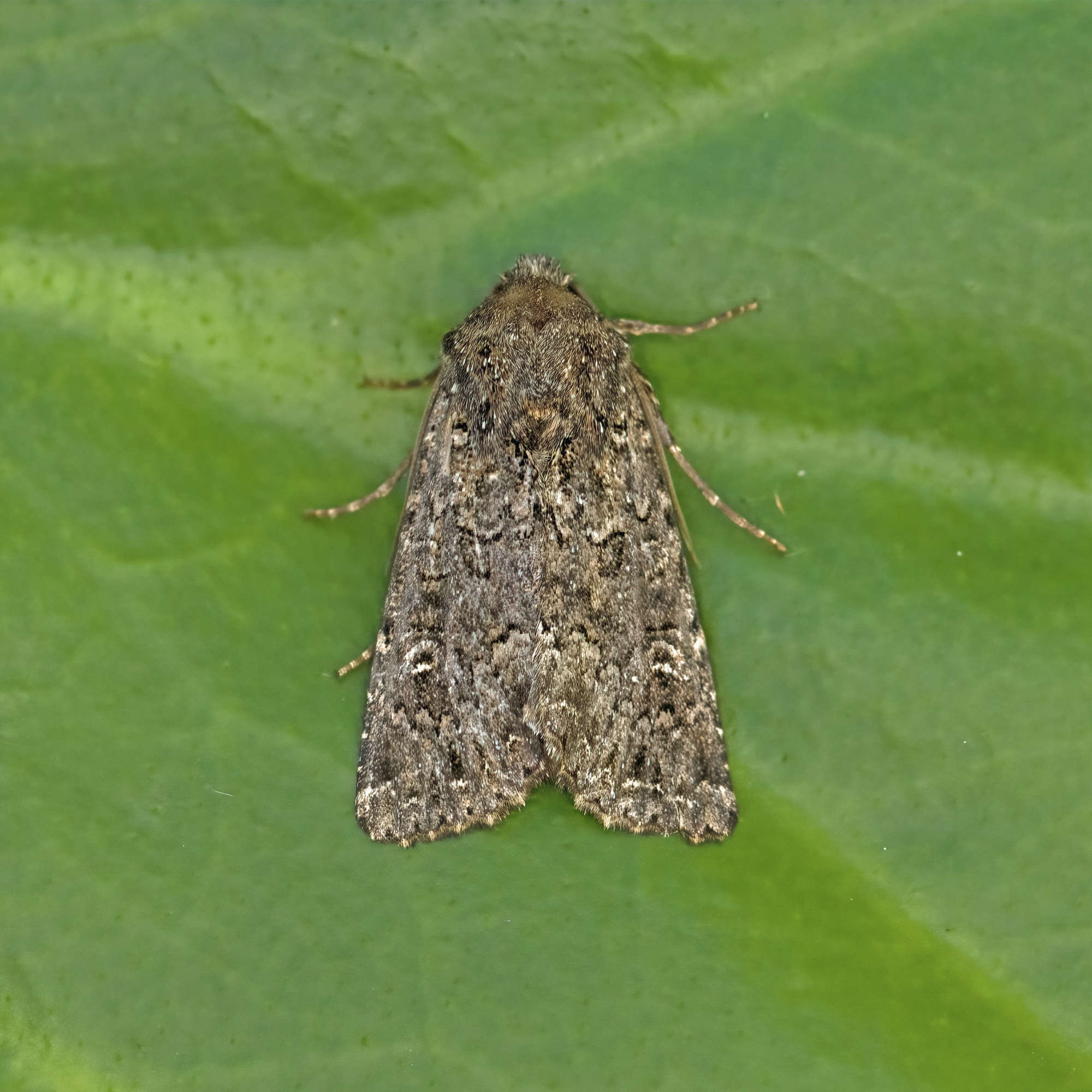 The Confused (Apamea furva) photographed in Somerset by Nigel Voaden