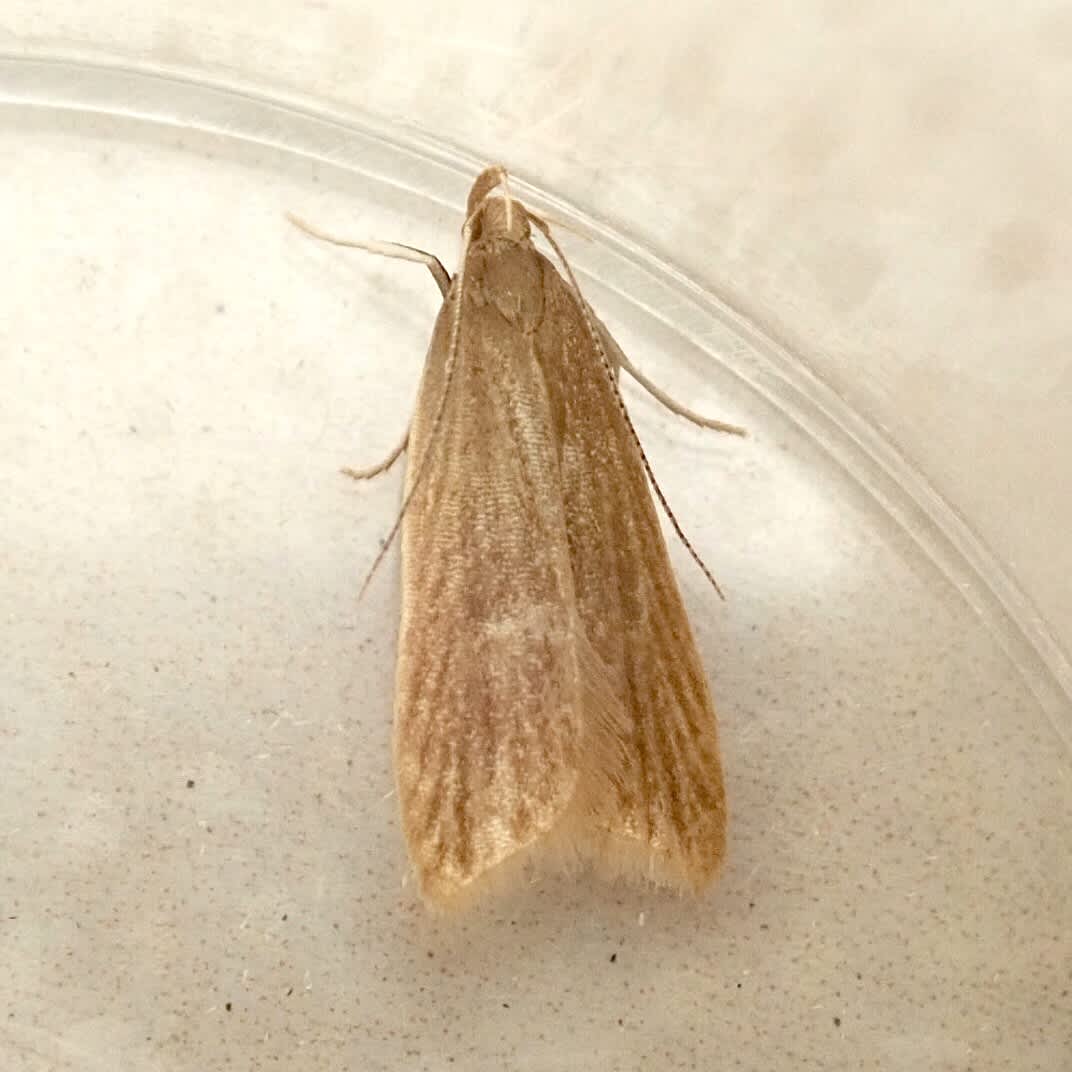 Helcystogramma rufescens | Somerset Moths