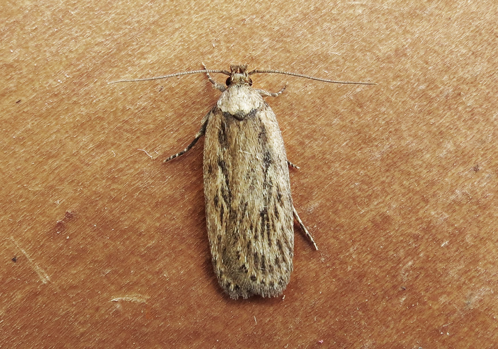 Parsnip Moth (Depressaria radiella) photographed in Somerset by Steve Chapple