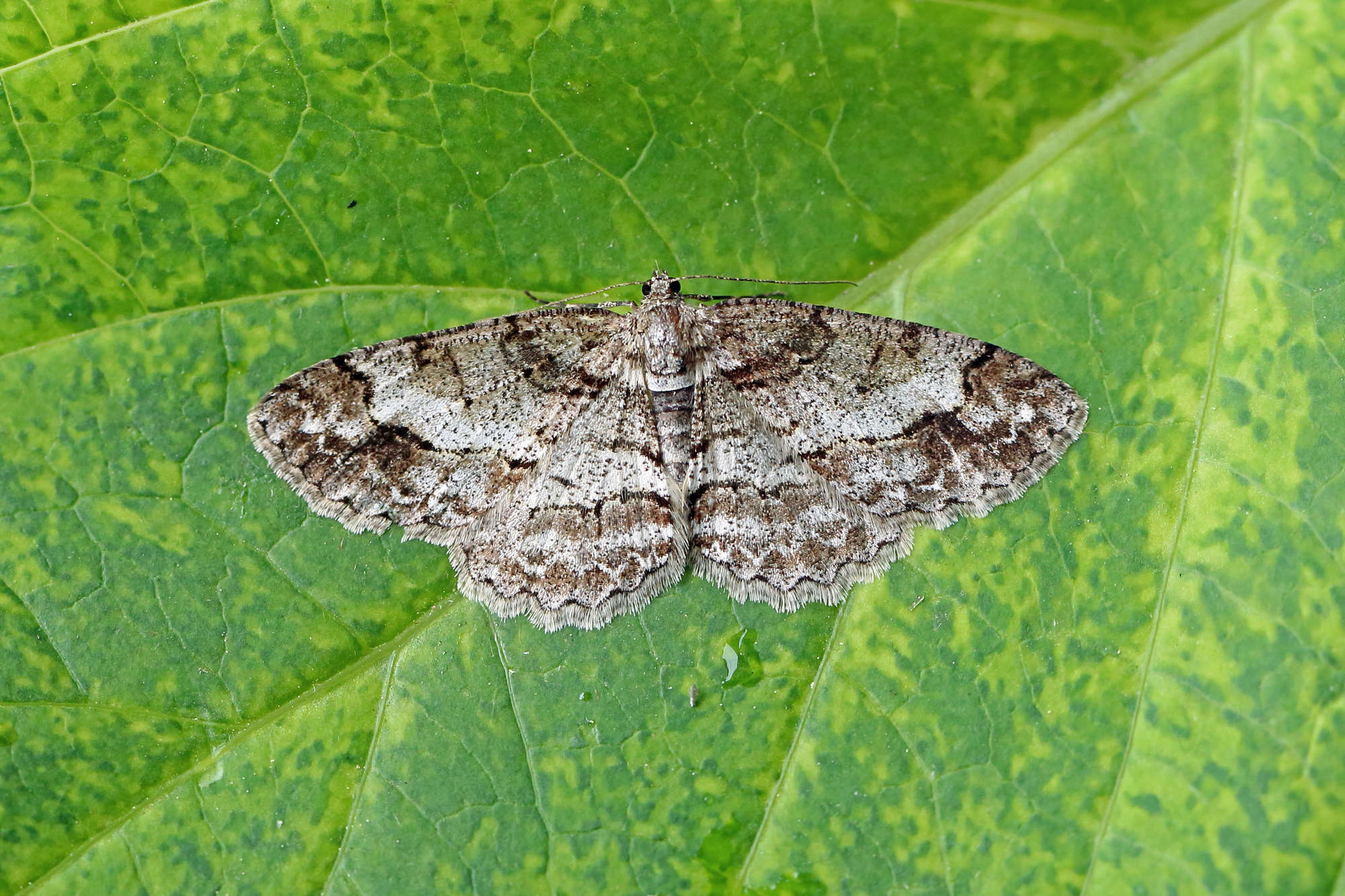 Square Spot (Paradarisa consonaria) photographed in Somerset by Nigel Voaden