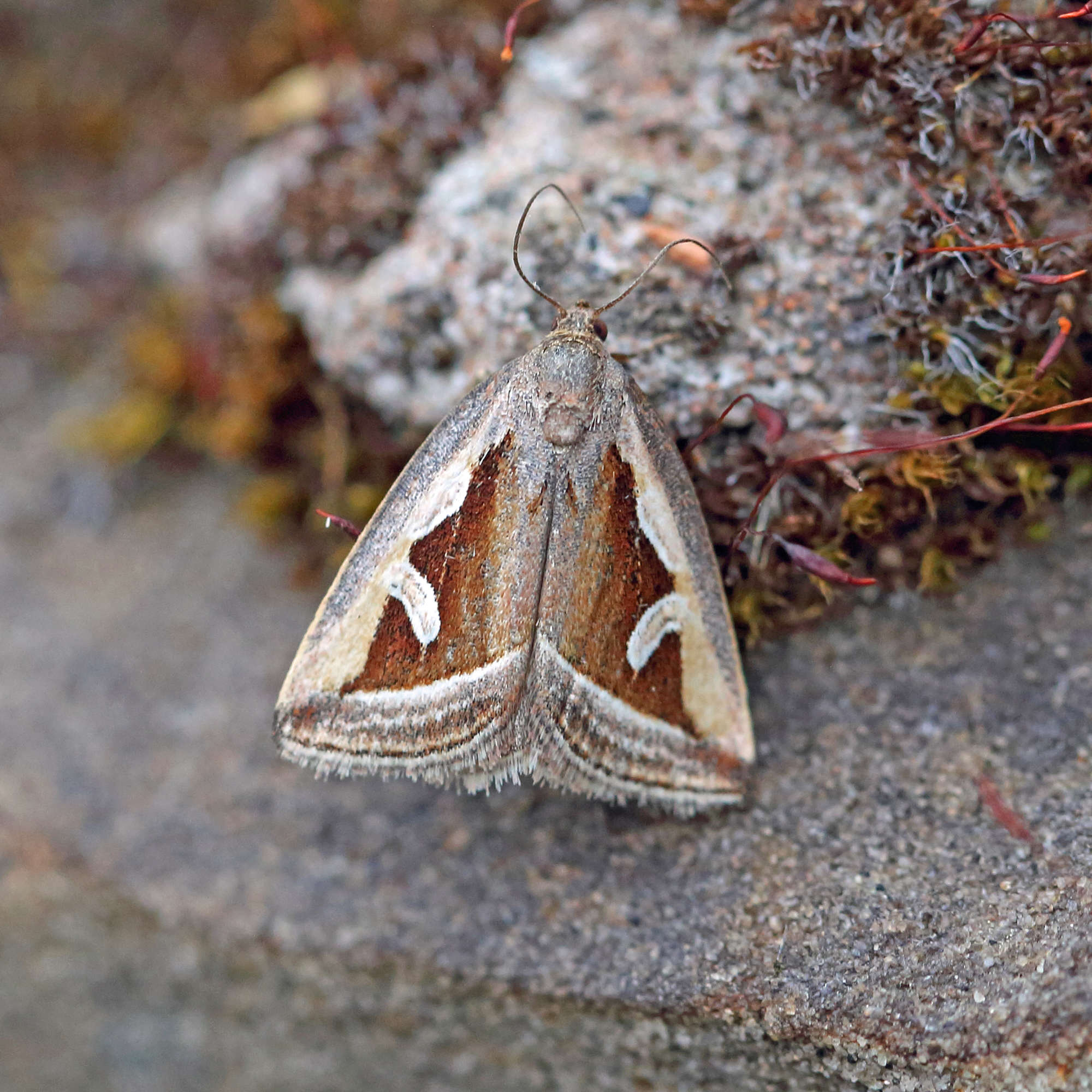 Silver Hook (Deltote uncula) photographed in Somerset by Nigel Voaden