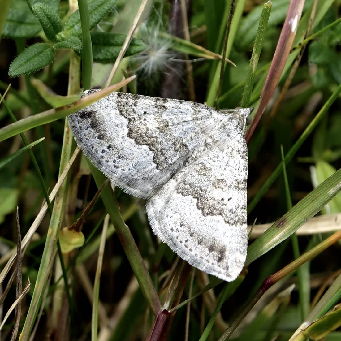 Chalk Carpet (Scotopteryx bipunctaria) photographed in Somerset by Sue Davies