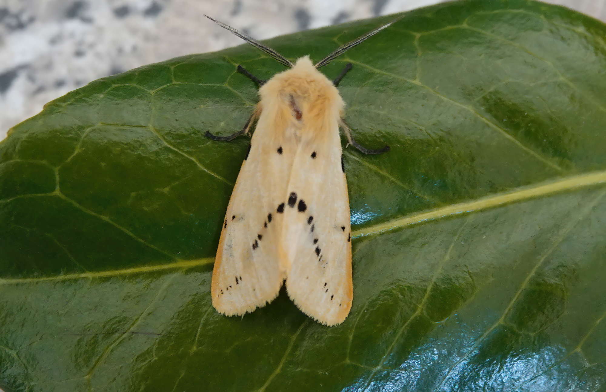 Buff Ermine (Spilosoma lutea) photographed in Somerset by Rob Grimmond