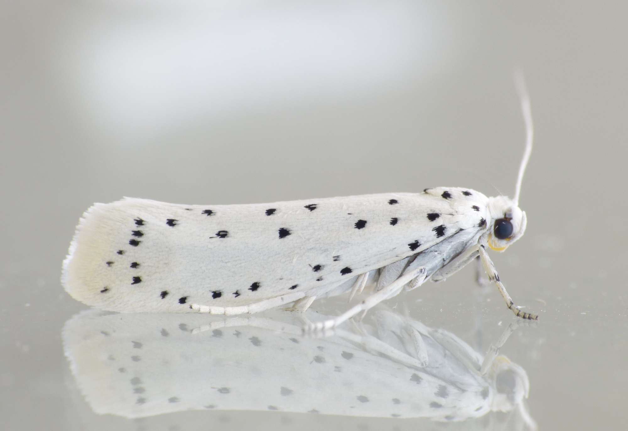 Orchard Ermine (Yponomeuta padella) photographed in Somerset by Paul Wilkins