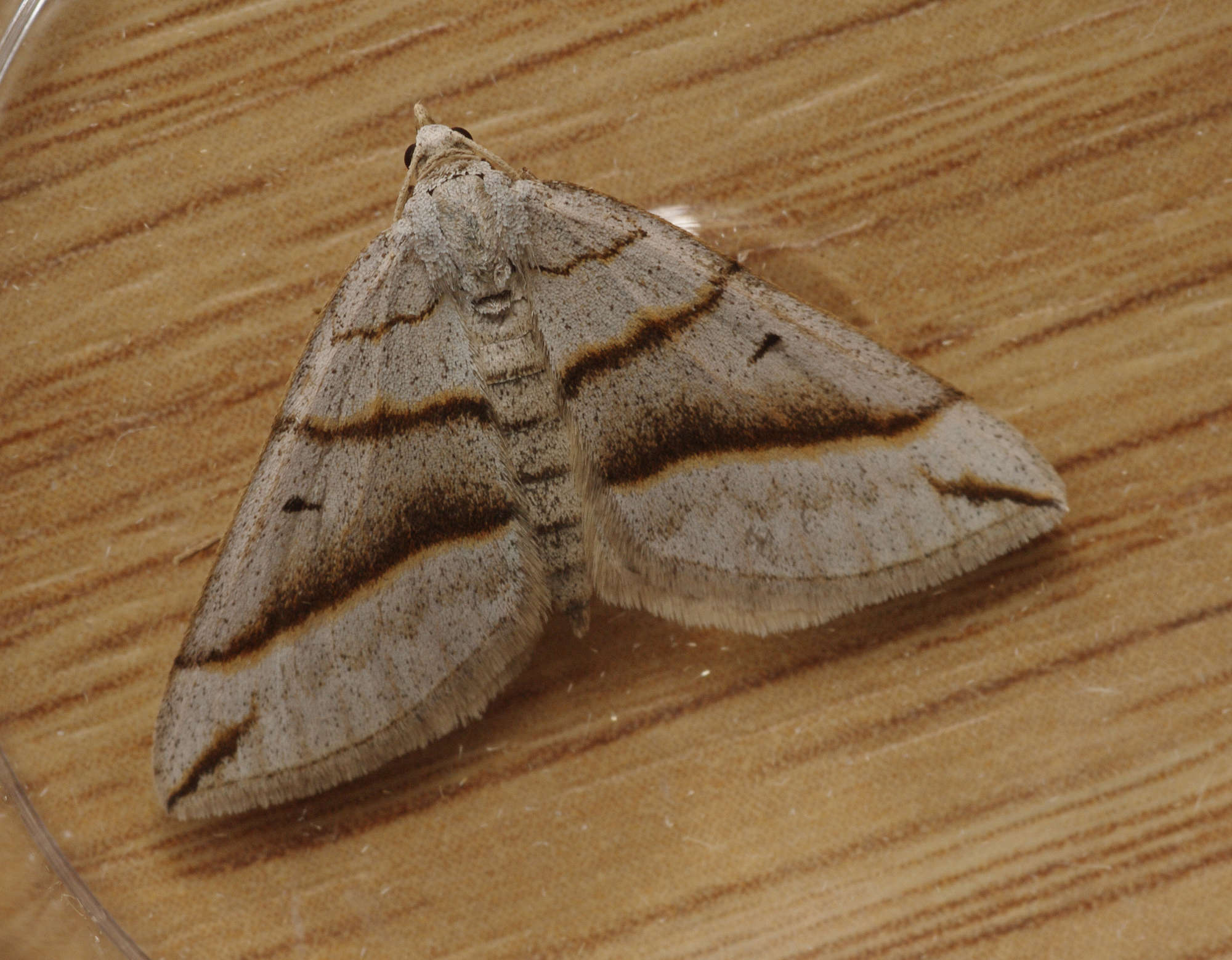 Lead Belle (Scotopteryx mucronata) photographed in Somerset by John Connolly