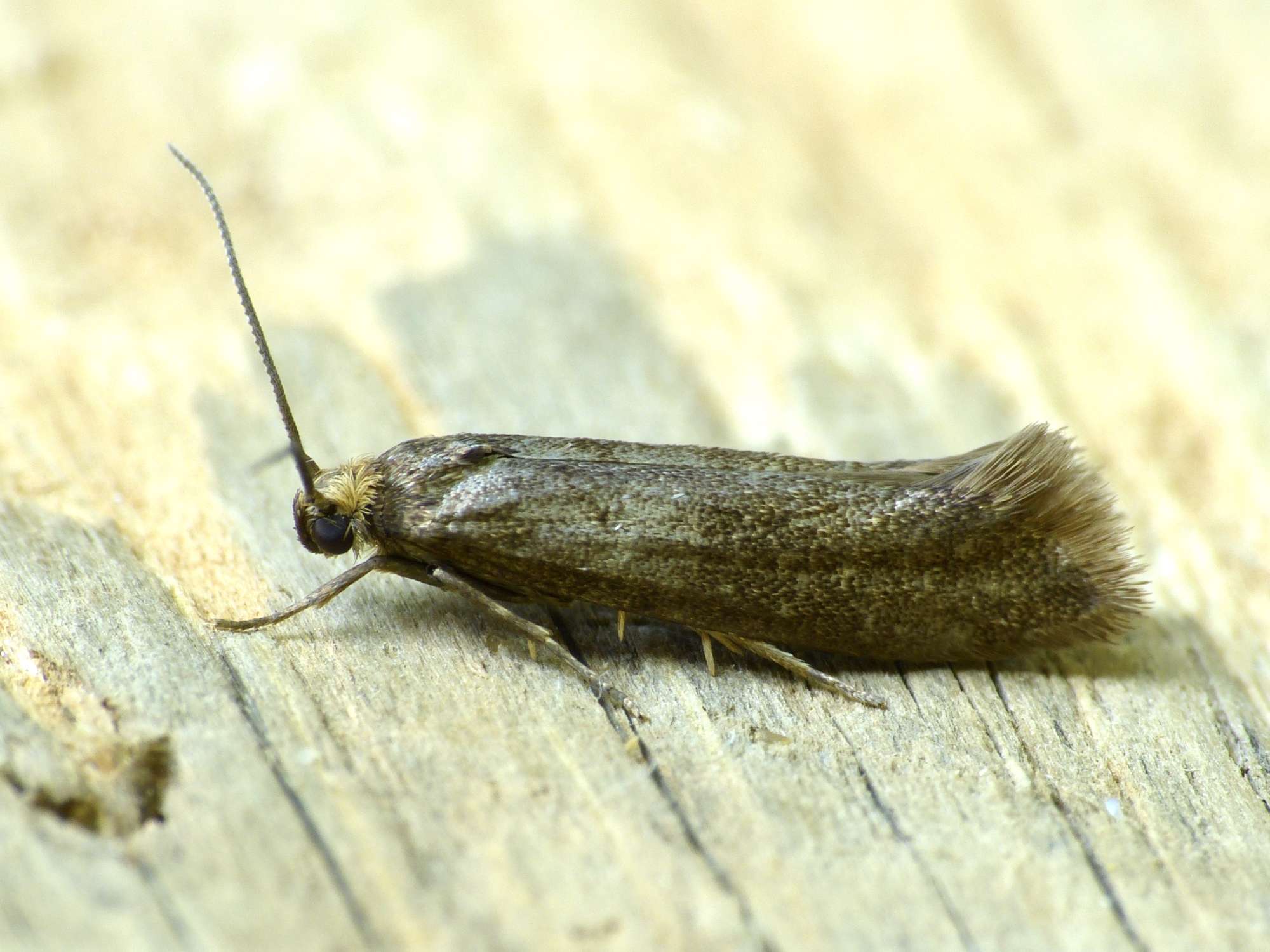 Dark Ash-bud Moth (Prays ruficeps) photographed in Somerset by Paul Wilkins