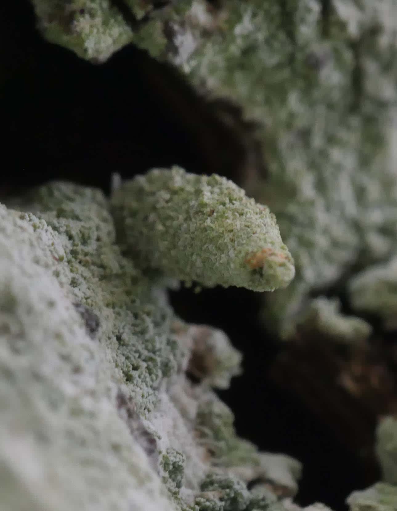 Virgin Bagworm (Luffia lapidella) photographed in Somerset by Jenny Vickers