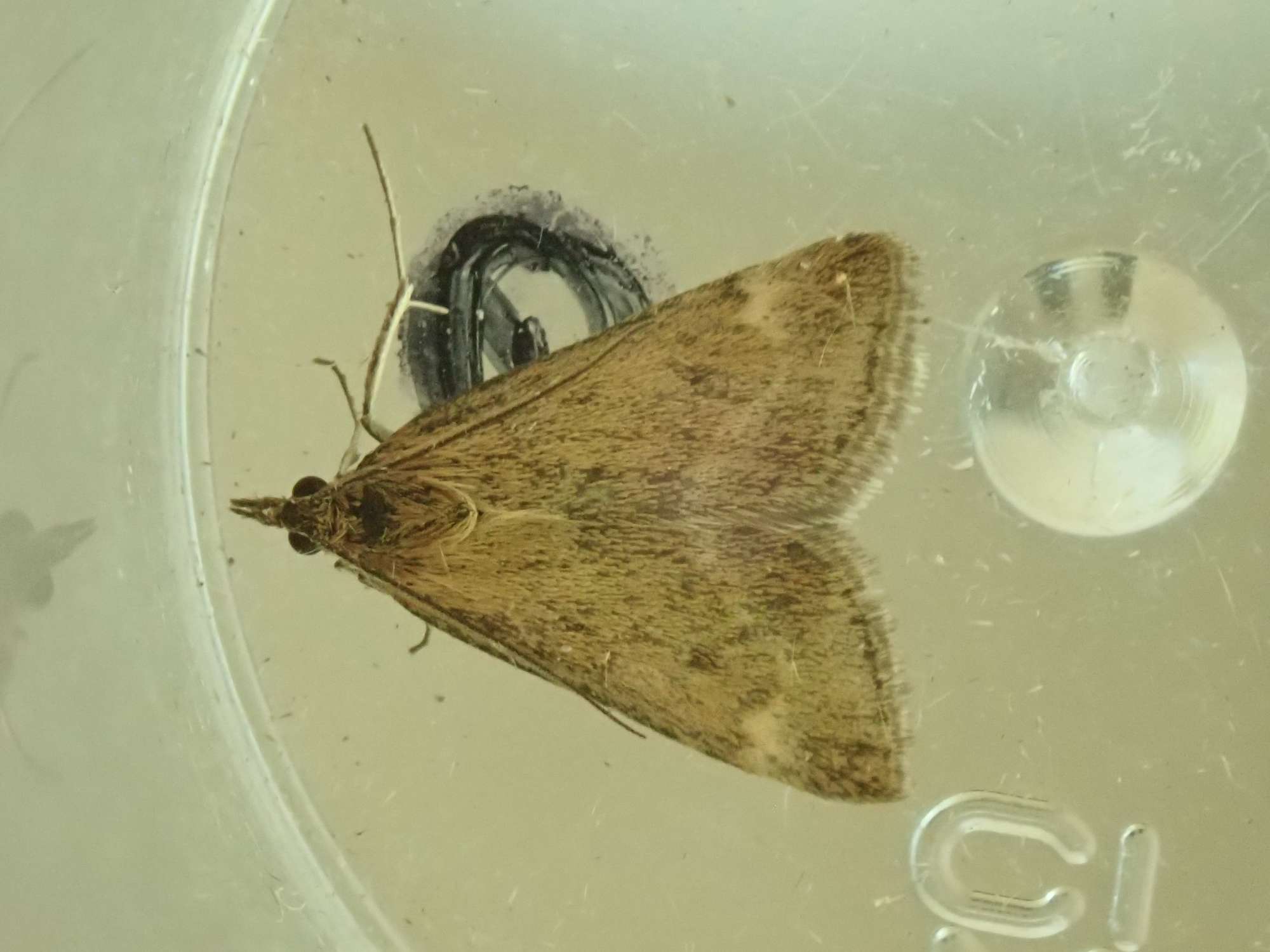 Straw-barred Pearl (Pyrausta despicata) photographed in Somerset by Christopher Iles