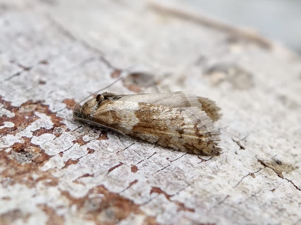 Winter Shade (Tortricodes alternella) photographed in Somerset by Sue Davies