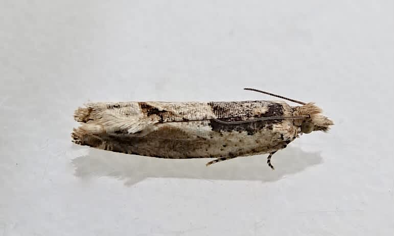 Southern Bell (Crocidosema plebejana) photographed in Somerset by Sue Davies