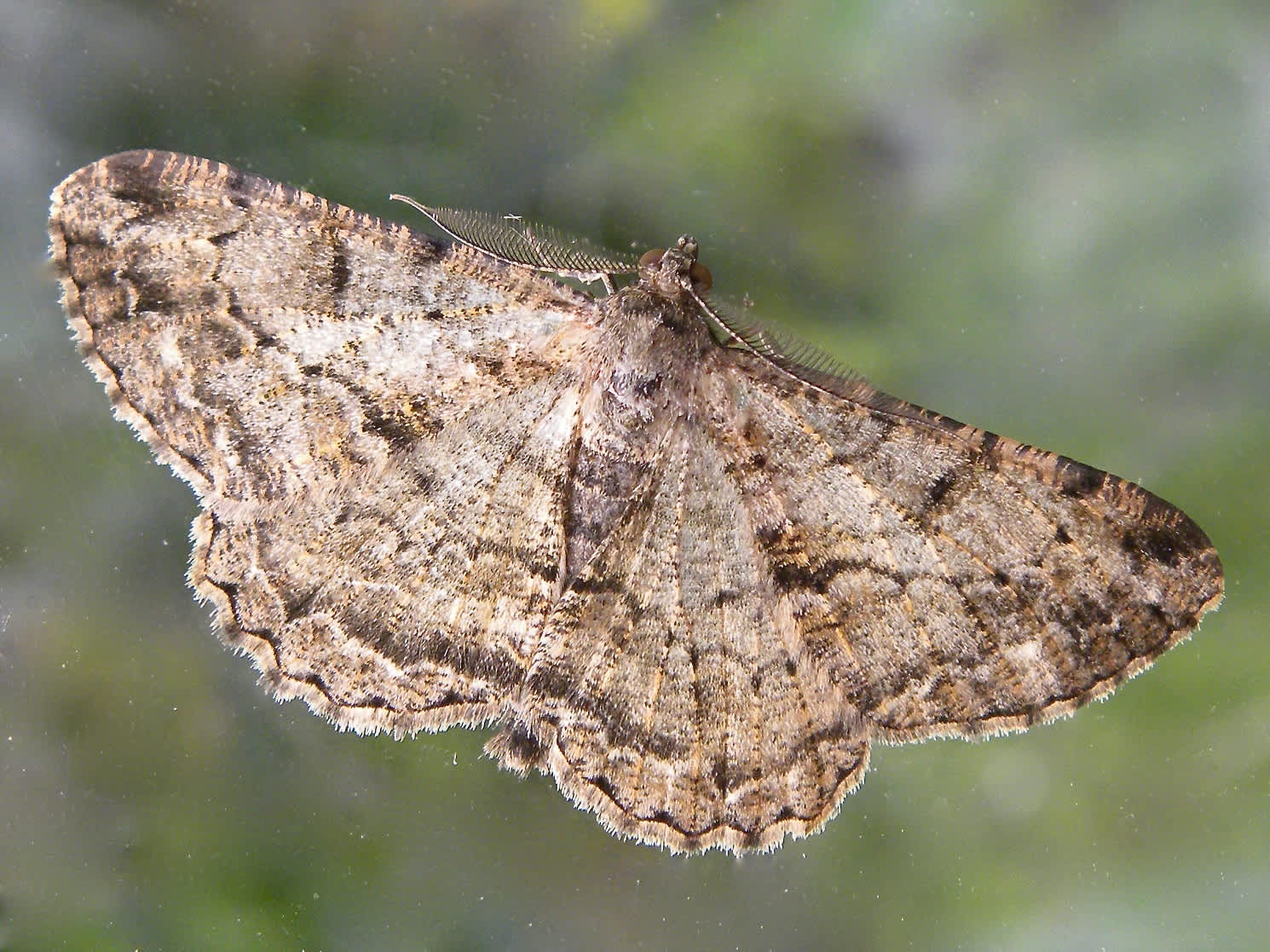 Willow Beauty (Peribatodes rhomboidaria) photographed in Somerset by Sue Davies