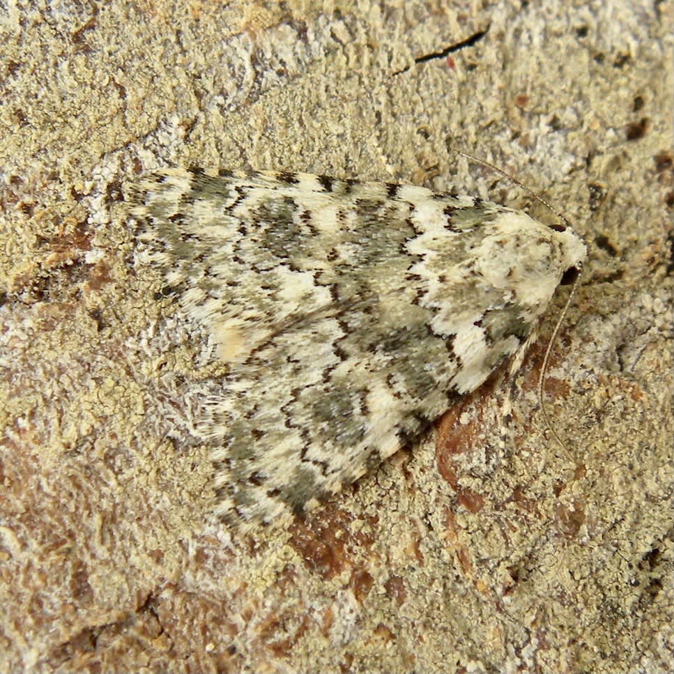 Marbled Beauty (Bryophila domestica) photographed in Somerset by Sue Davies