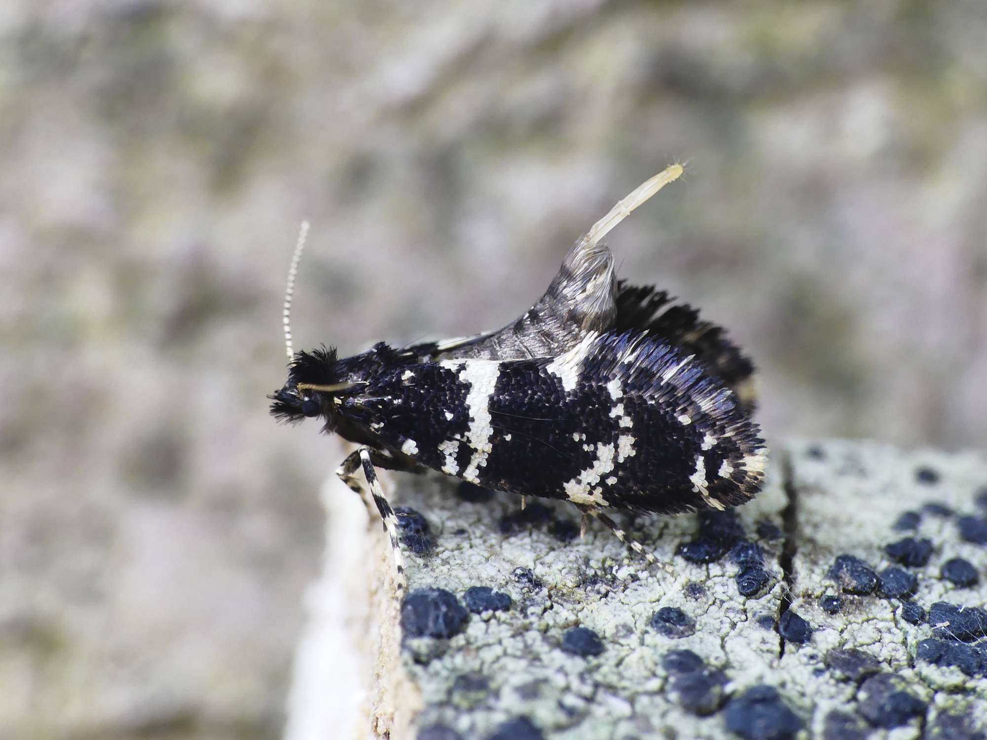 White-speckled Bagworm (Narycia duplicella) photographed in Somerset by Paul Wilkins