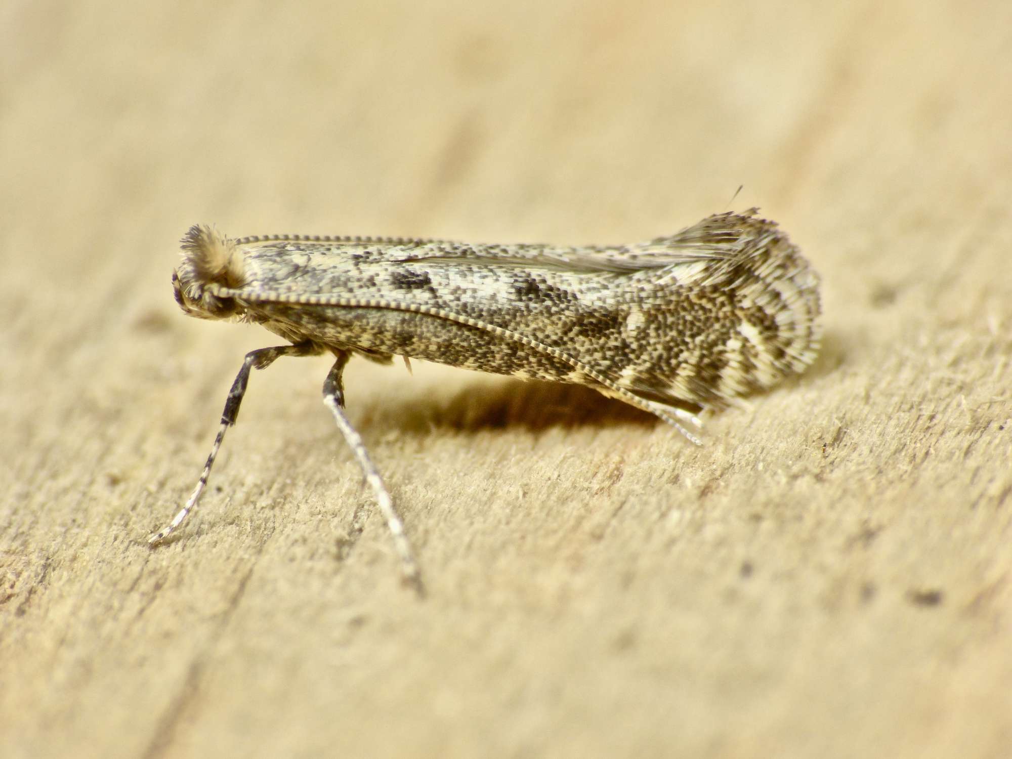 Hawthorn Slender (Parornix anglicella) photographed in Somerset by Paul Wilkins