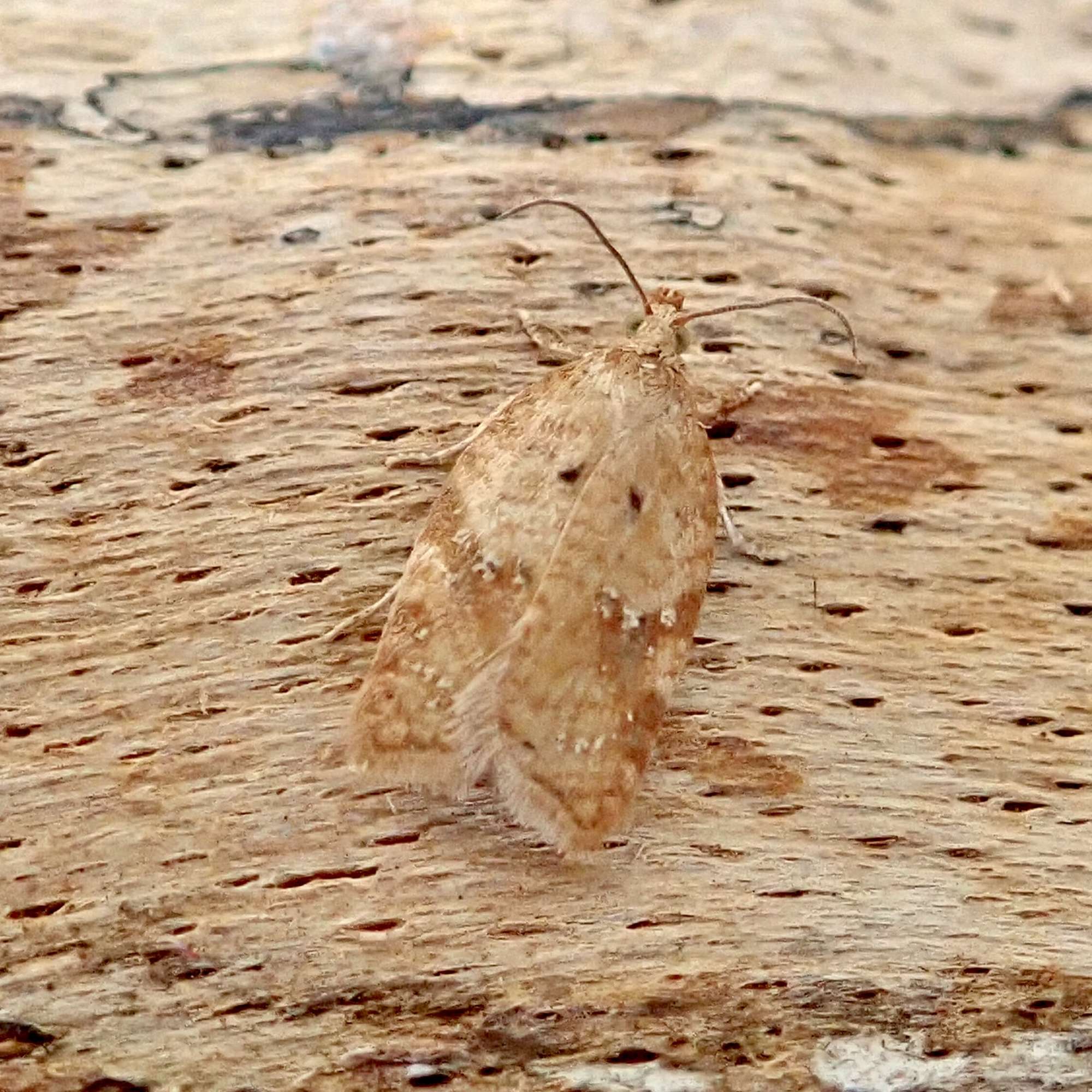 Rusty Oak Button (Acleris ferrugana) photographed in Somerset by Sue Davies