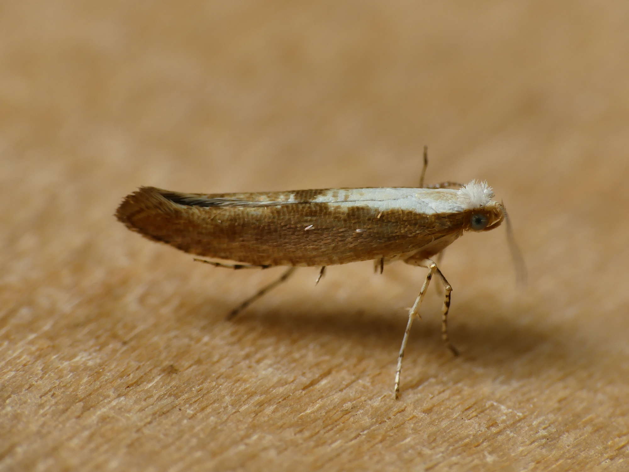 Argyresthia semifusca | Somerset Moths