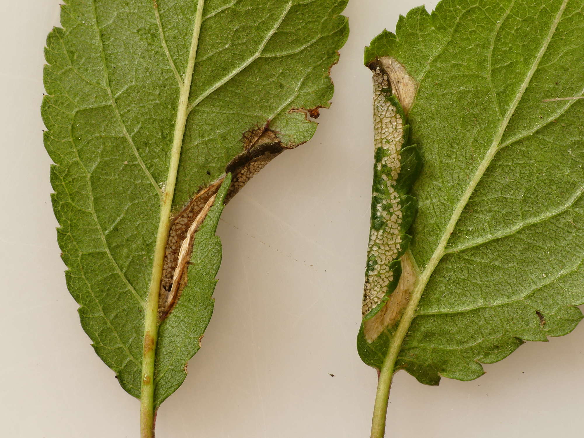 Sloe Midget (Phyllonorycter spinicolella) photographed in Somerset by Paul Wilkins