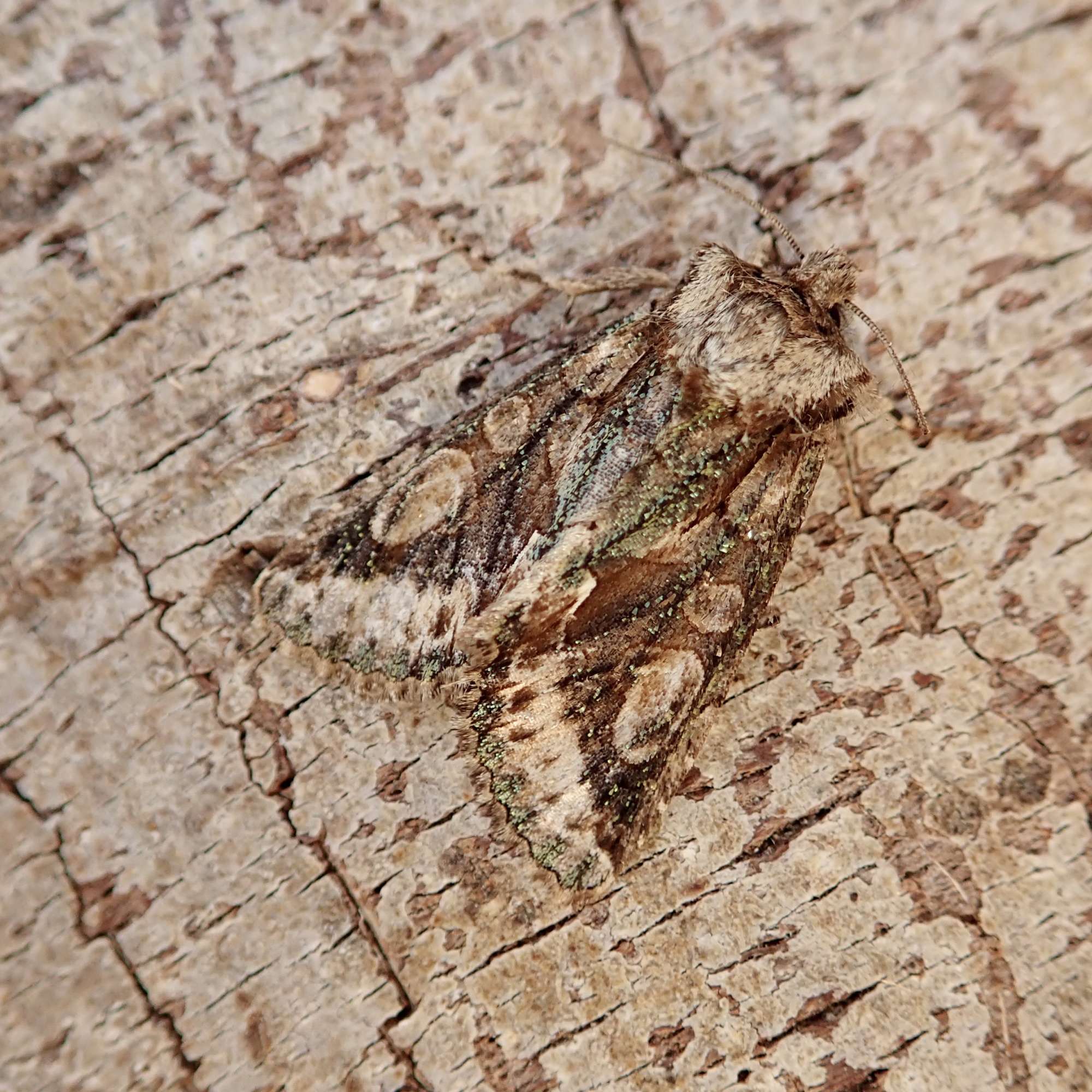 Green-brindled Crescent (Allophyes oxyacanthae) photographed in Somerset by Sue Davies