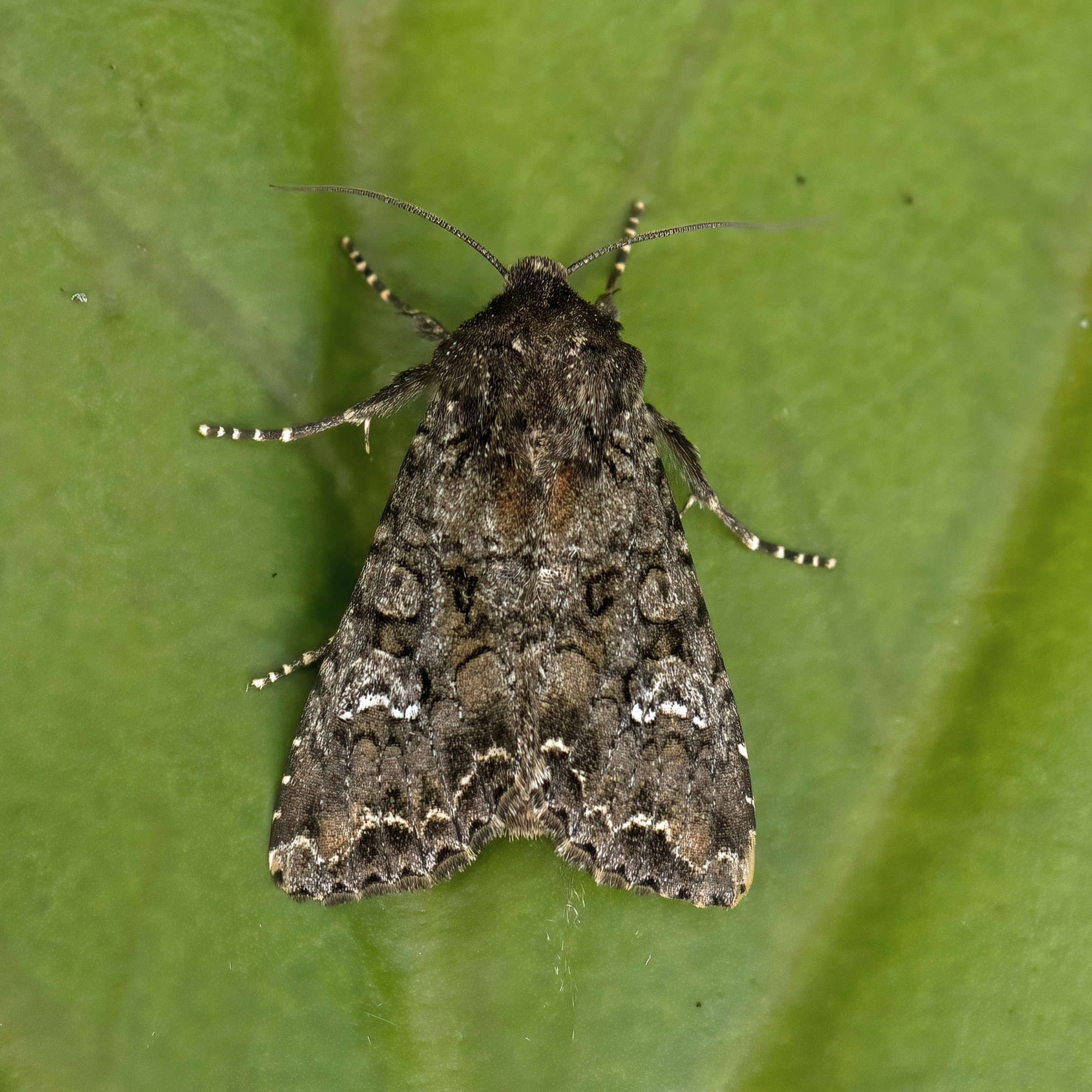 Cabbage Moth (Mamestra brassicae) photographed in Somerset by Nigel Voaden