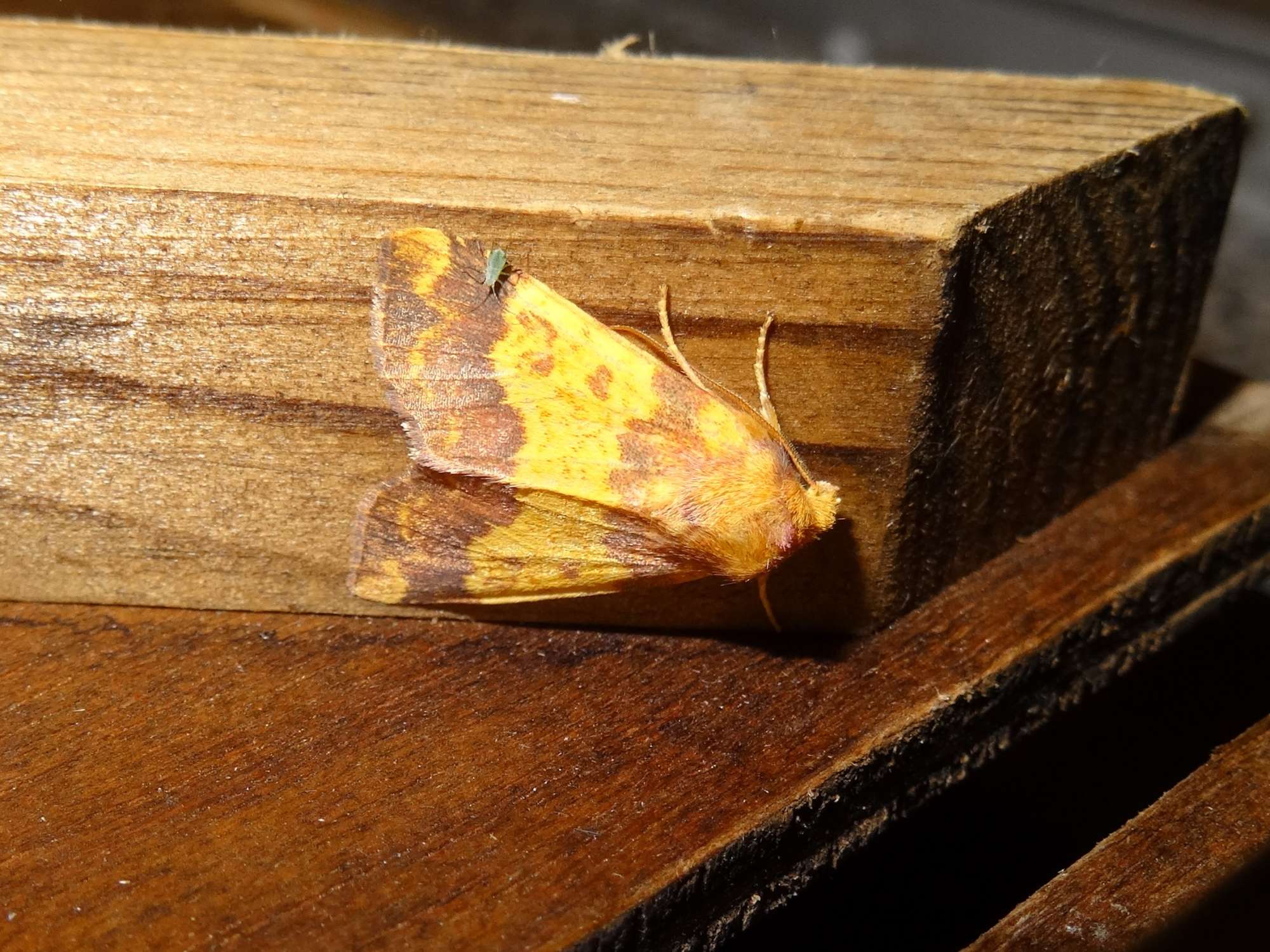 Barred Sallow (Tiliacea aurago) photographed in Somerset by Christopher Iles