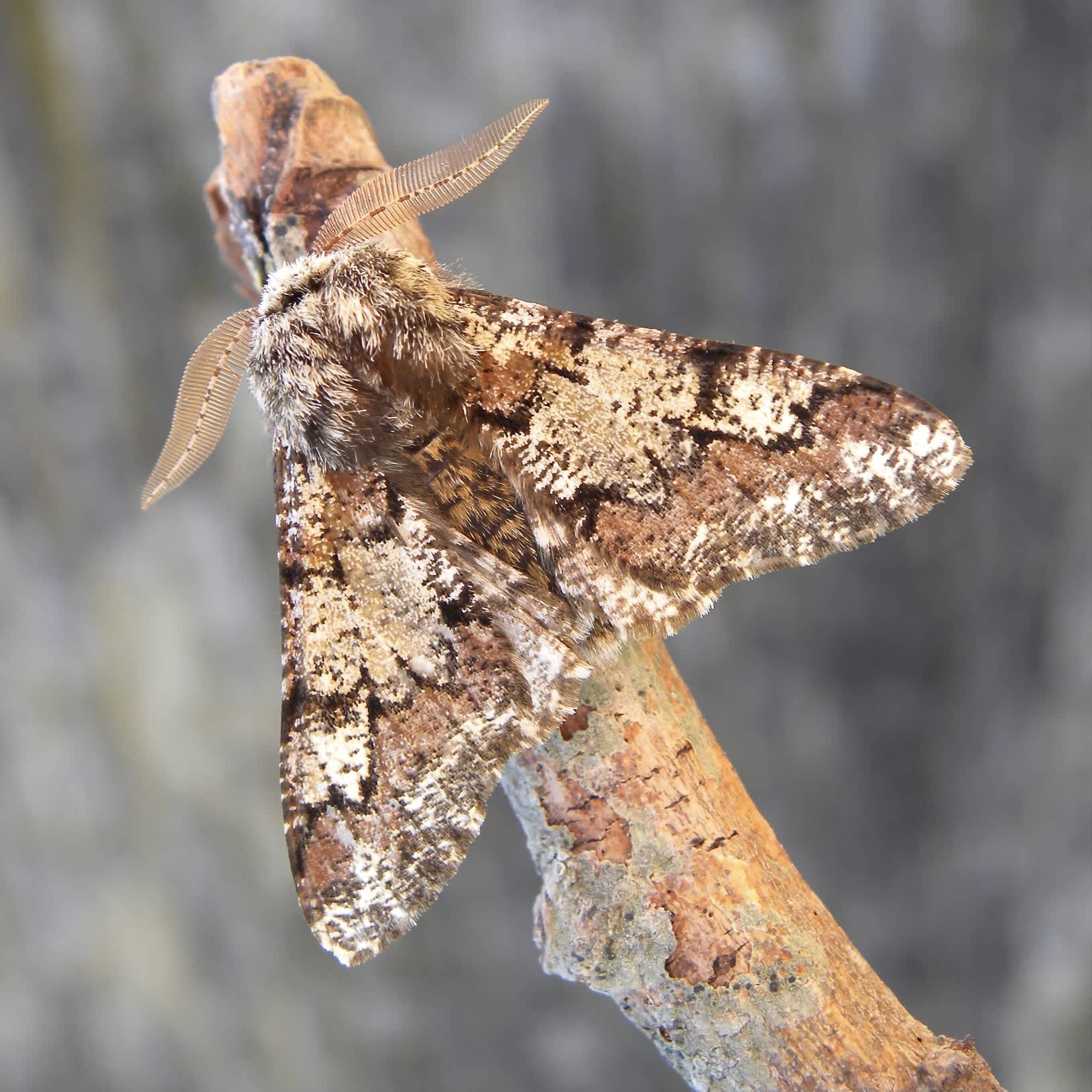 Oak Beauty (Biston strataria) photographed in Somerset by Sue Davies