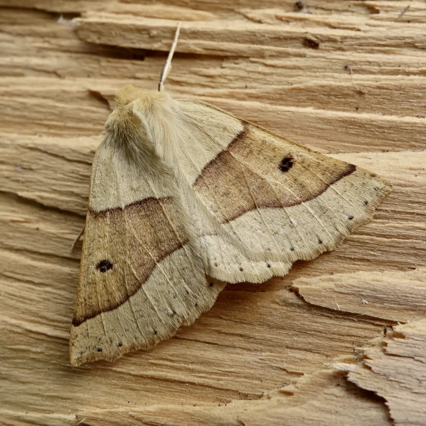 Scalloped Oak (Crocallis elinguaria) photographed in Somerset by Sue Davies