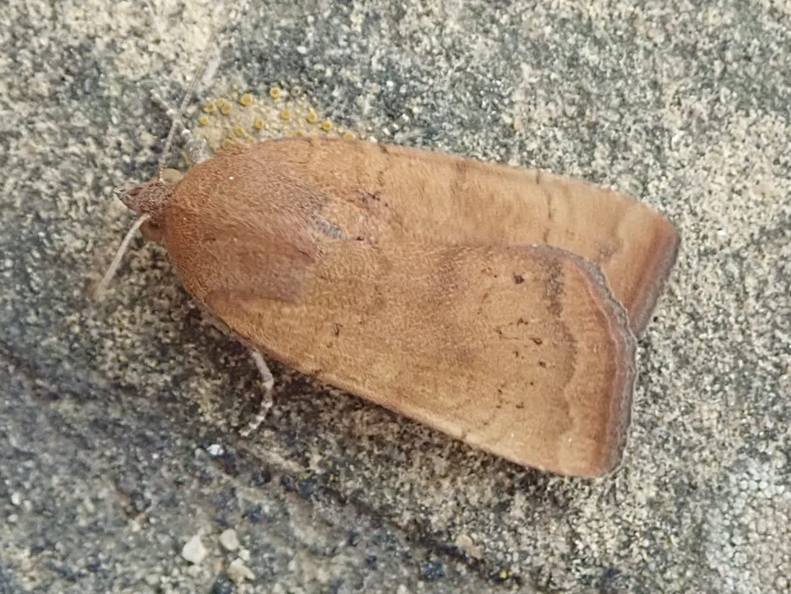 Least Yellow Underwing (Noctua interjecta) photographed in Somerset by Sue Davies