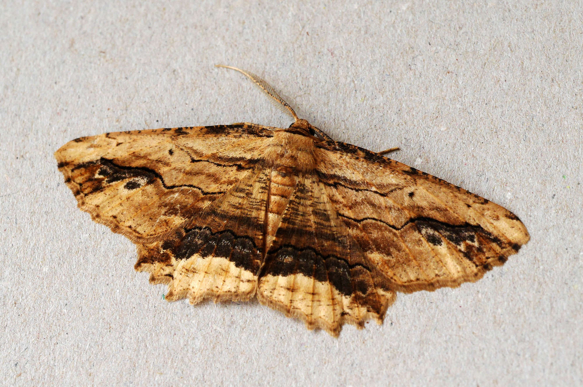 Waved Umber (Menophra abruptaria) photographed in Somerset by John Connolly