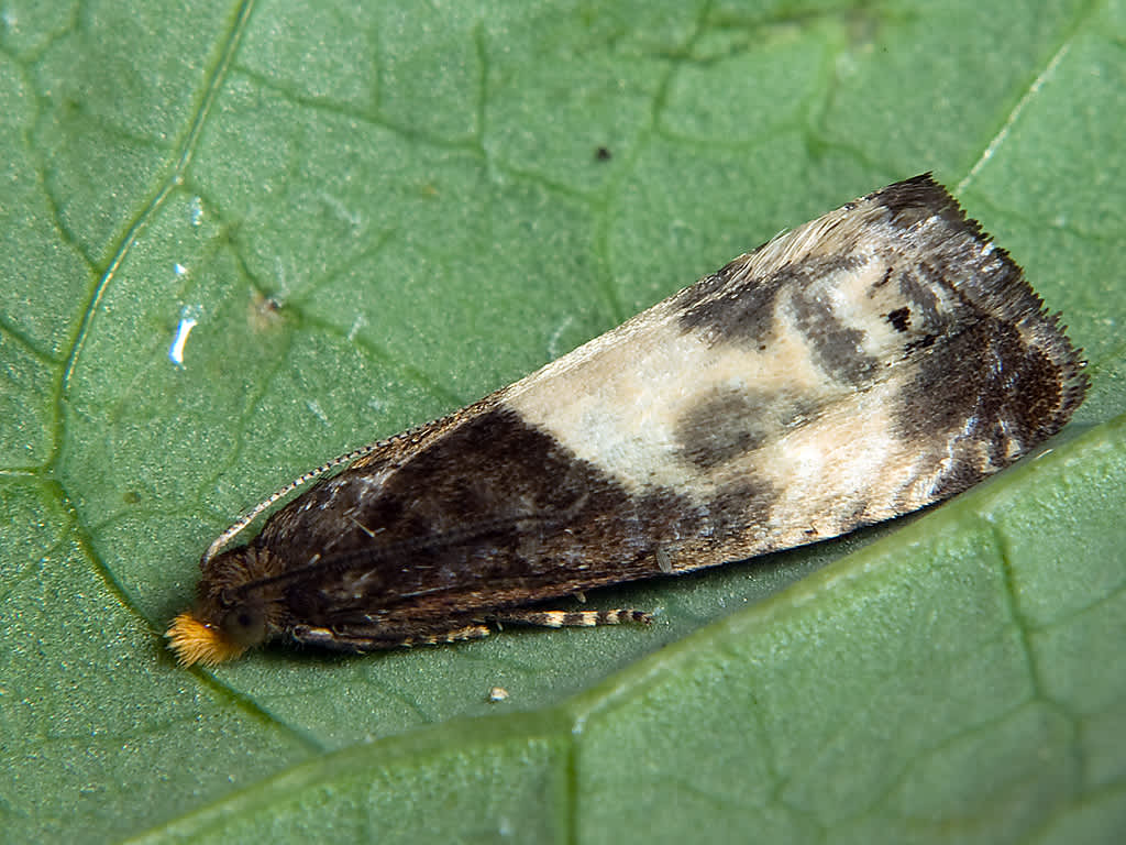 Yellow-faced Bell (Notocelia cynosbatella) photographed in Somerset by John Bebbington