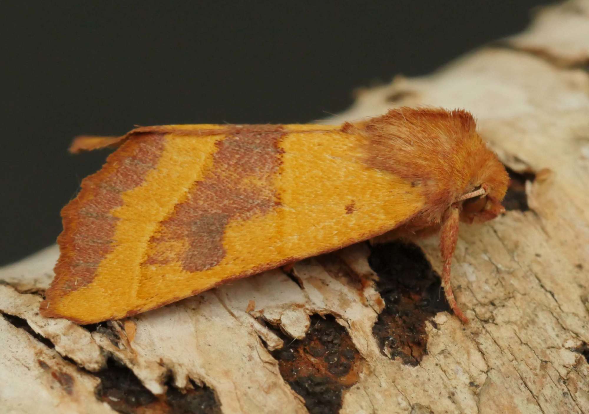 Centre-barred Sallow (Atethmia centrago) photographed in Somerset by Jenny Vickers