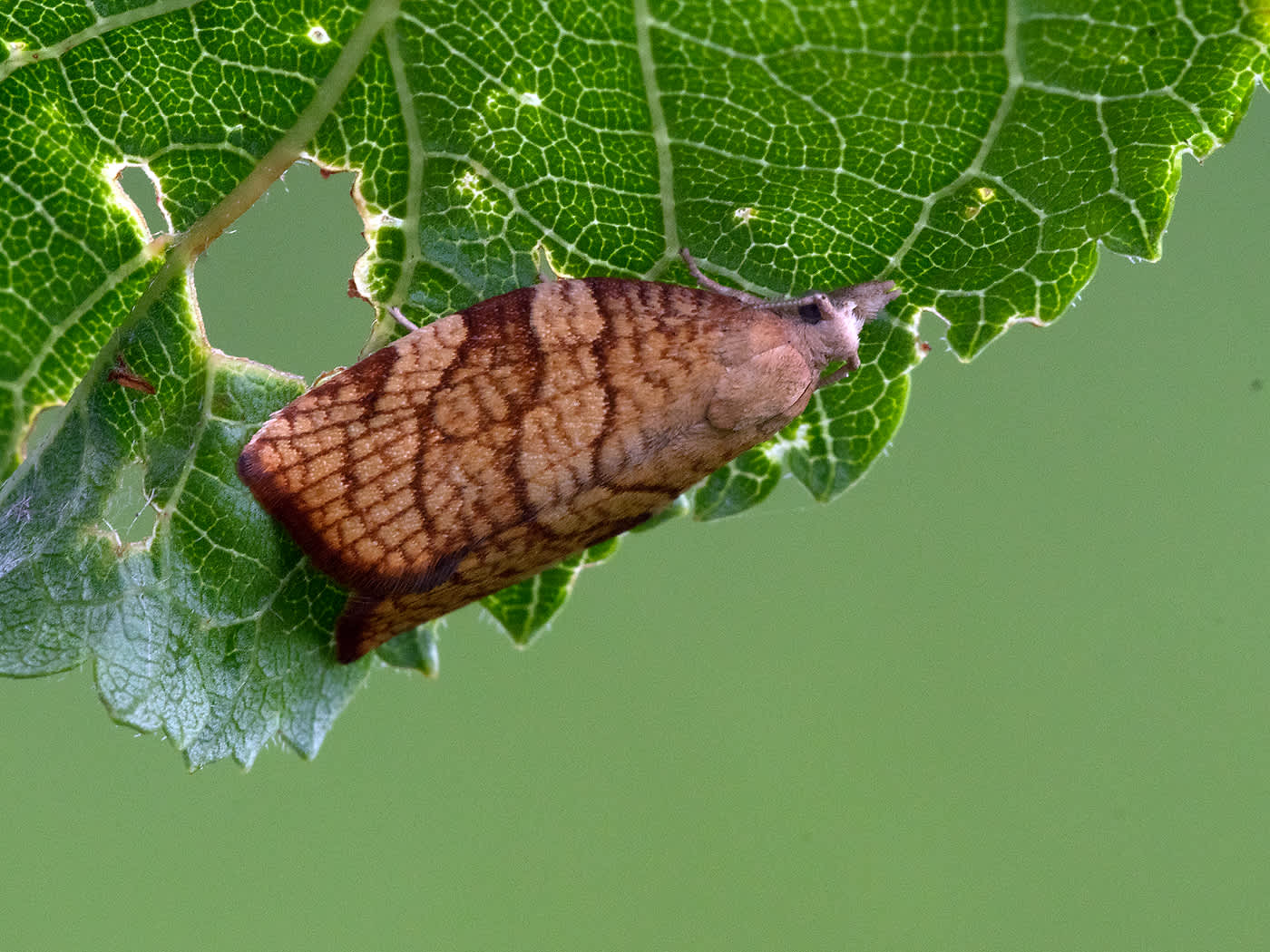 Chequered Fruit-tree Tortrix (Pandemis corylana) photographed in Somerset by John Bebbington