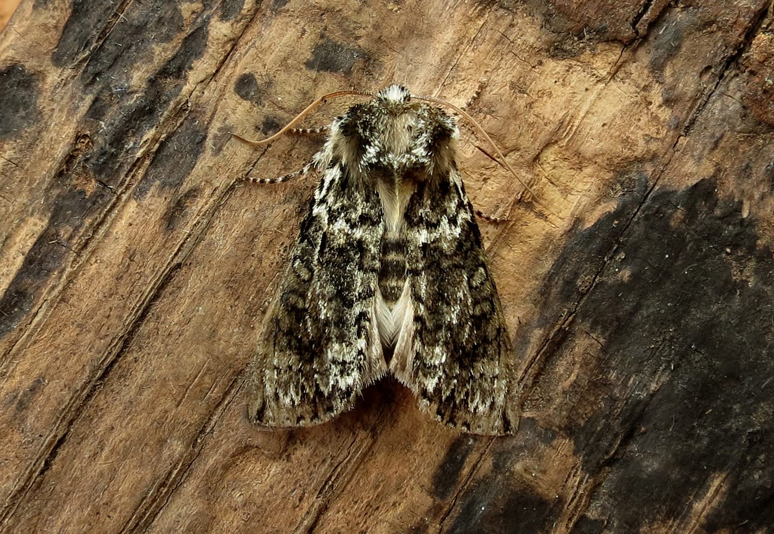 Frosted Green (Polyploca ridens) photographed in Somerset by Steve Chapple