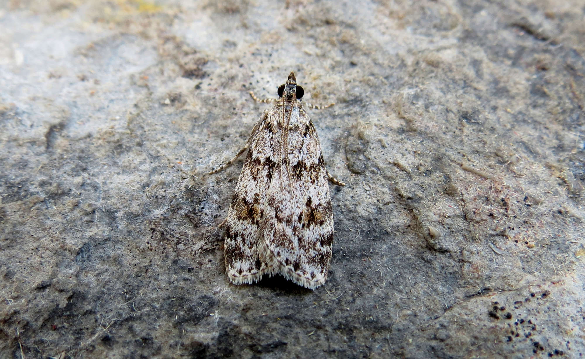 Common Grey (Scoparia ambigualis) photographed in Somerset by Steve Chapple