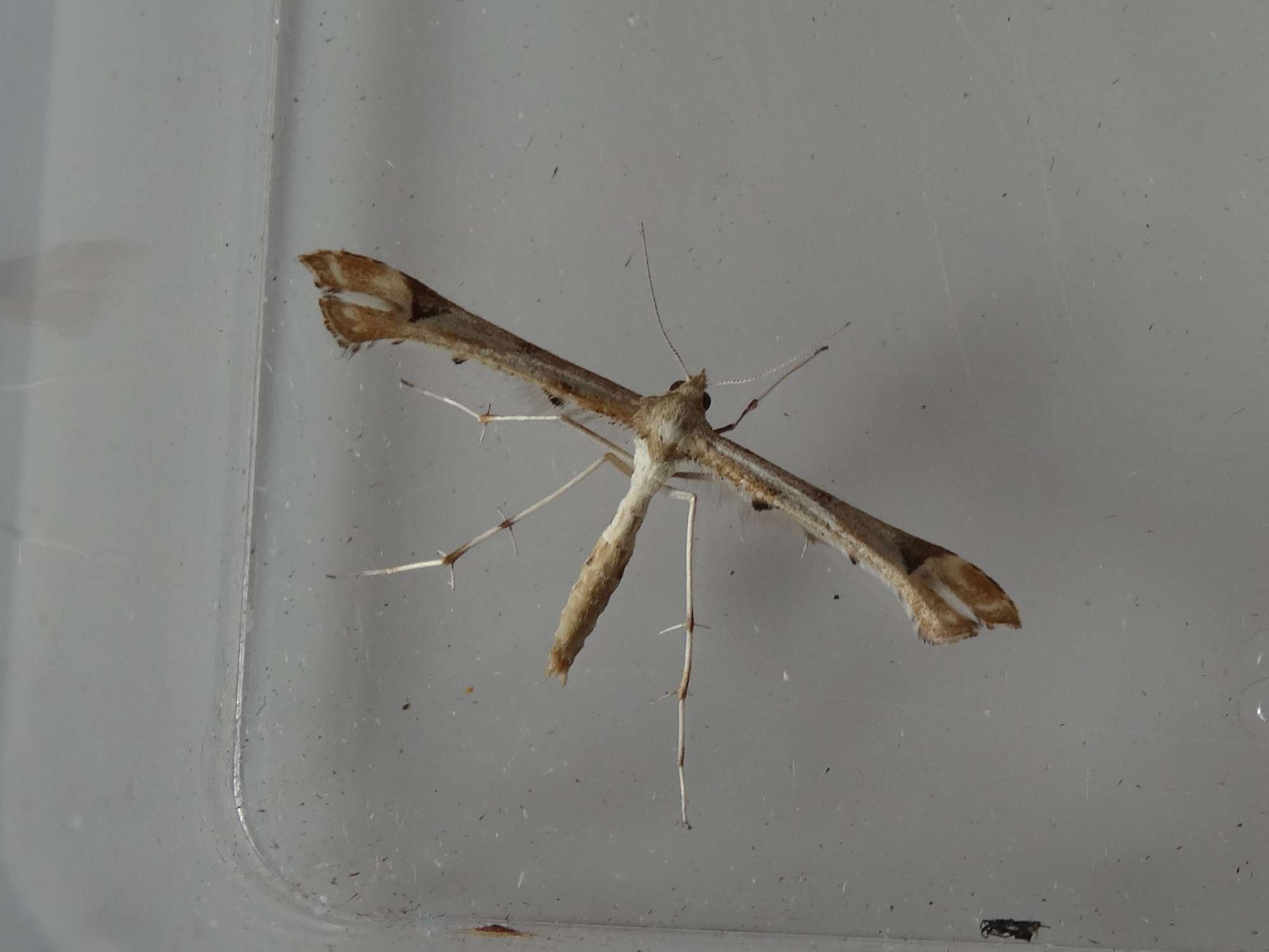 Triangle Plume (Platyptilia gonodactyla) photographed in Somerset by Christopher Iles