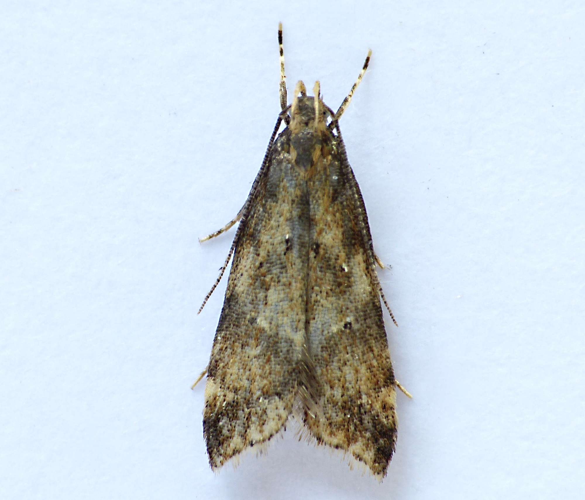 Gorse Crest (Brachmia blandella) photographed in Somerset by Paul Wilkins