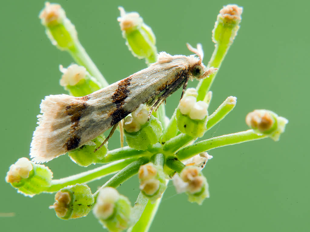 Hemlock Yellow Conch (Aethes beatricella) photographed in Somerset by John Bebbington