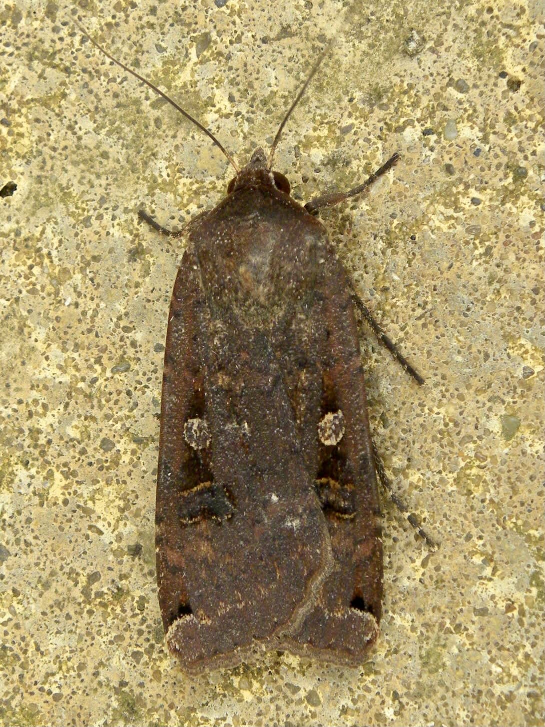 Large Yellow Underwing (Noctua pronuba) photographed in Somerset by Sue Davies