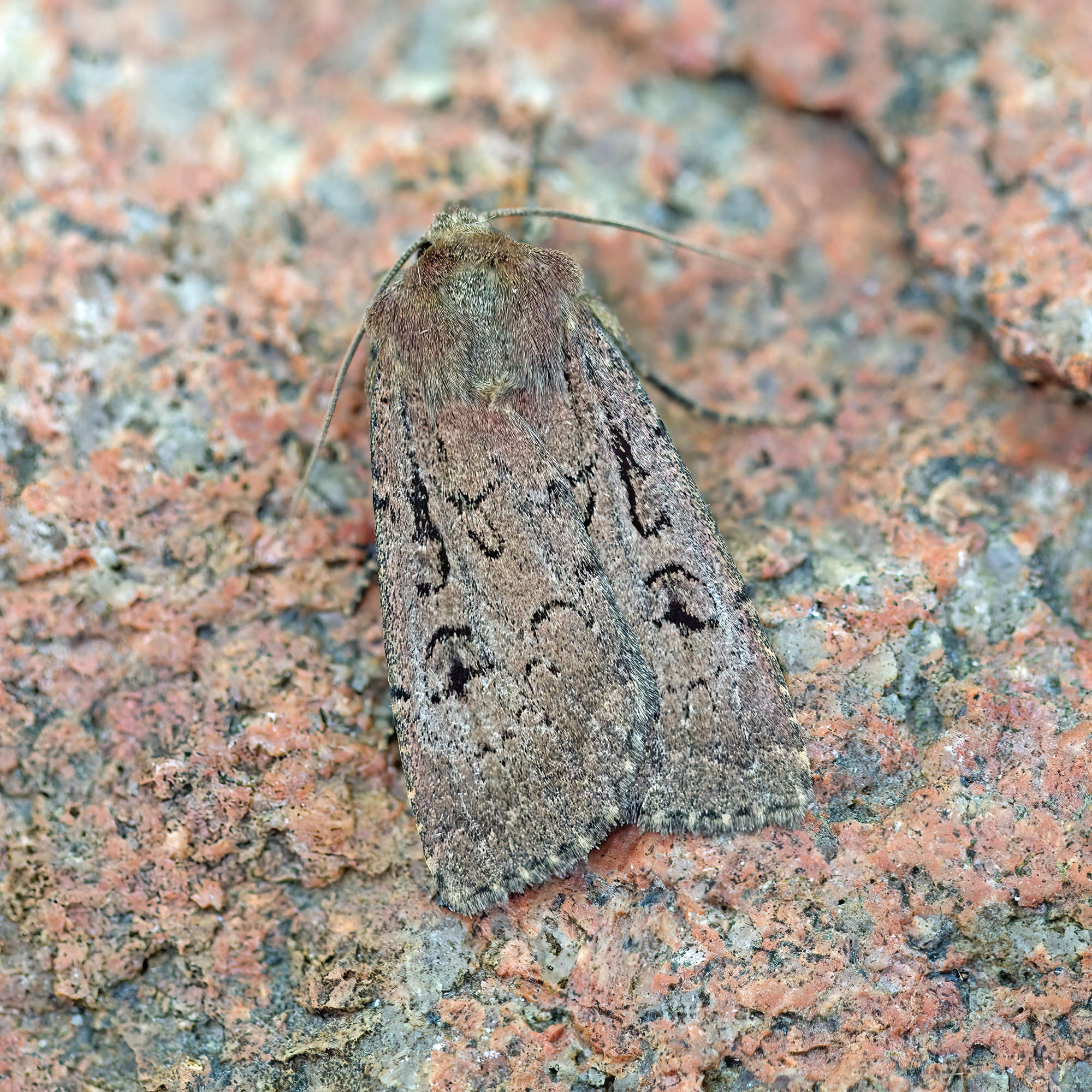 Double Dart (Graphiphora augur) photographed in Somerset by Nigel Voaden