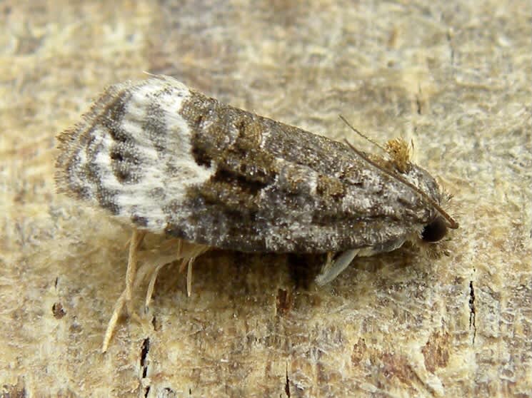 Sallow Marble (Apotomis capreana) photographed in Somerset by Sue Davies