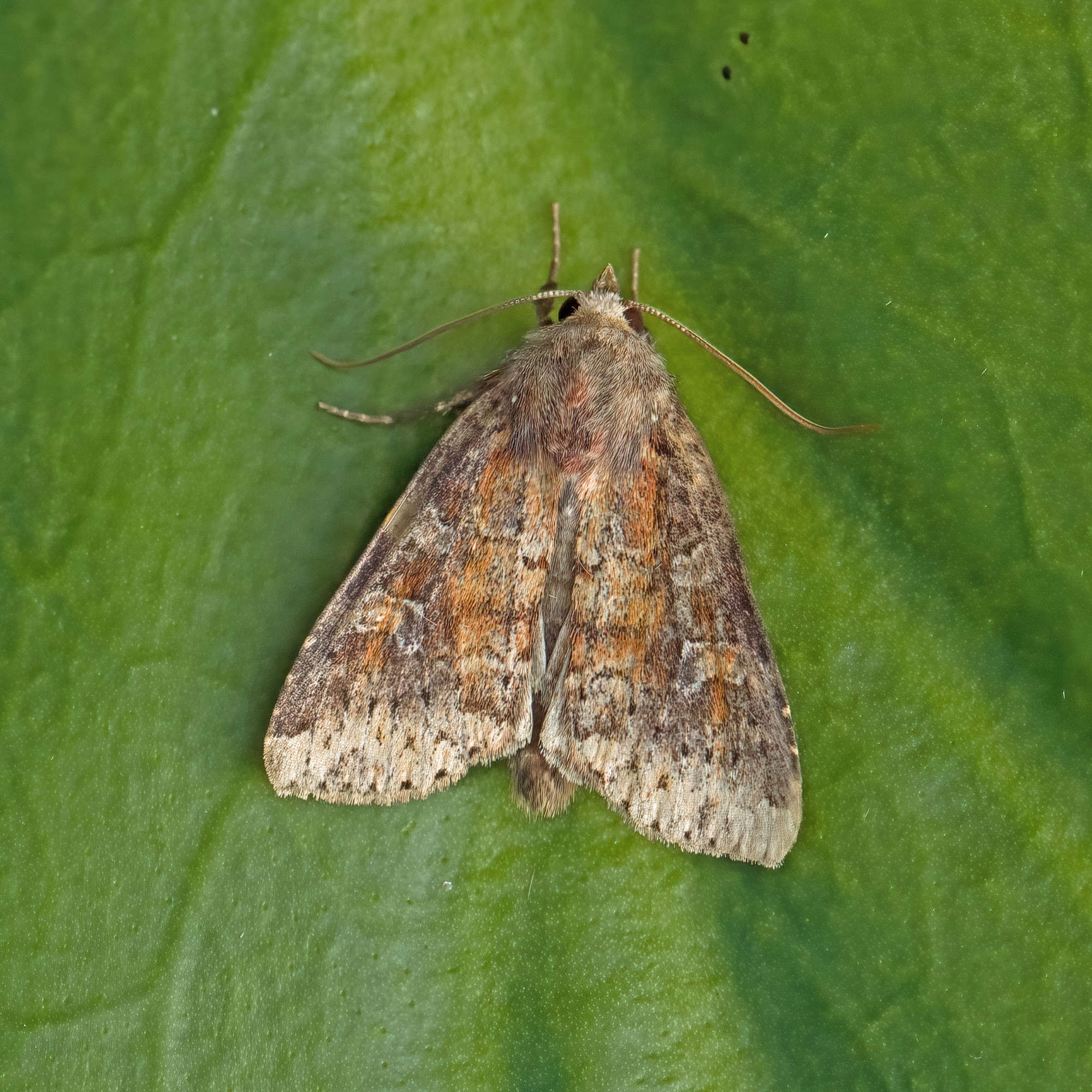 The Suspected (Parastichtis suspecta) photographed in Somerset by Nigel Voaden