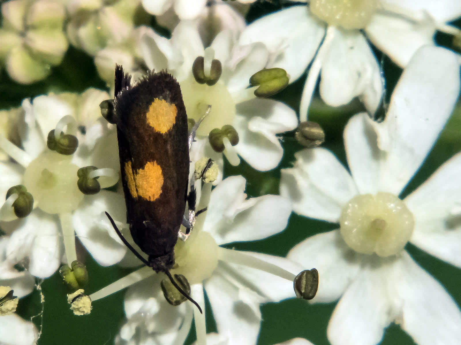 Orange-spot Piercer (Pammene aurana) photographed in Somerset by John Bebbington