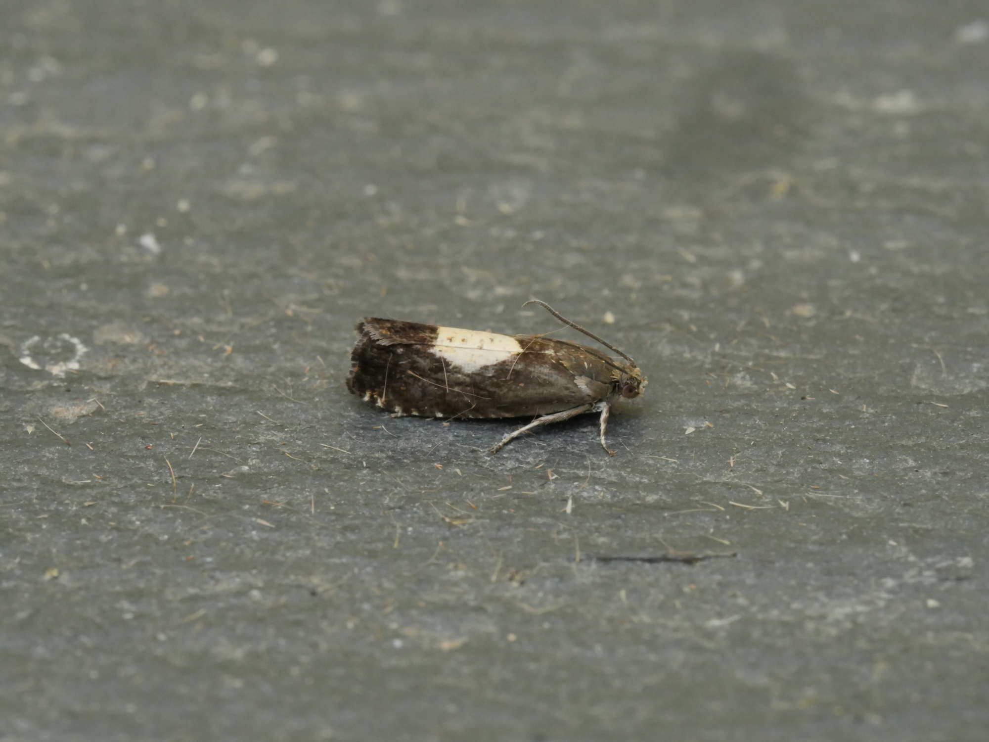 Regal Piercer (Pammene regiana) photographed in Somerset by Jenny Vickers