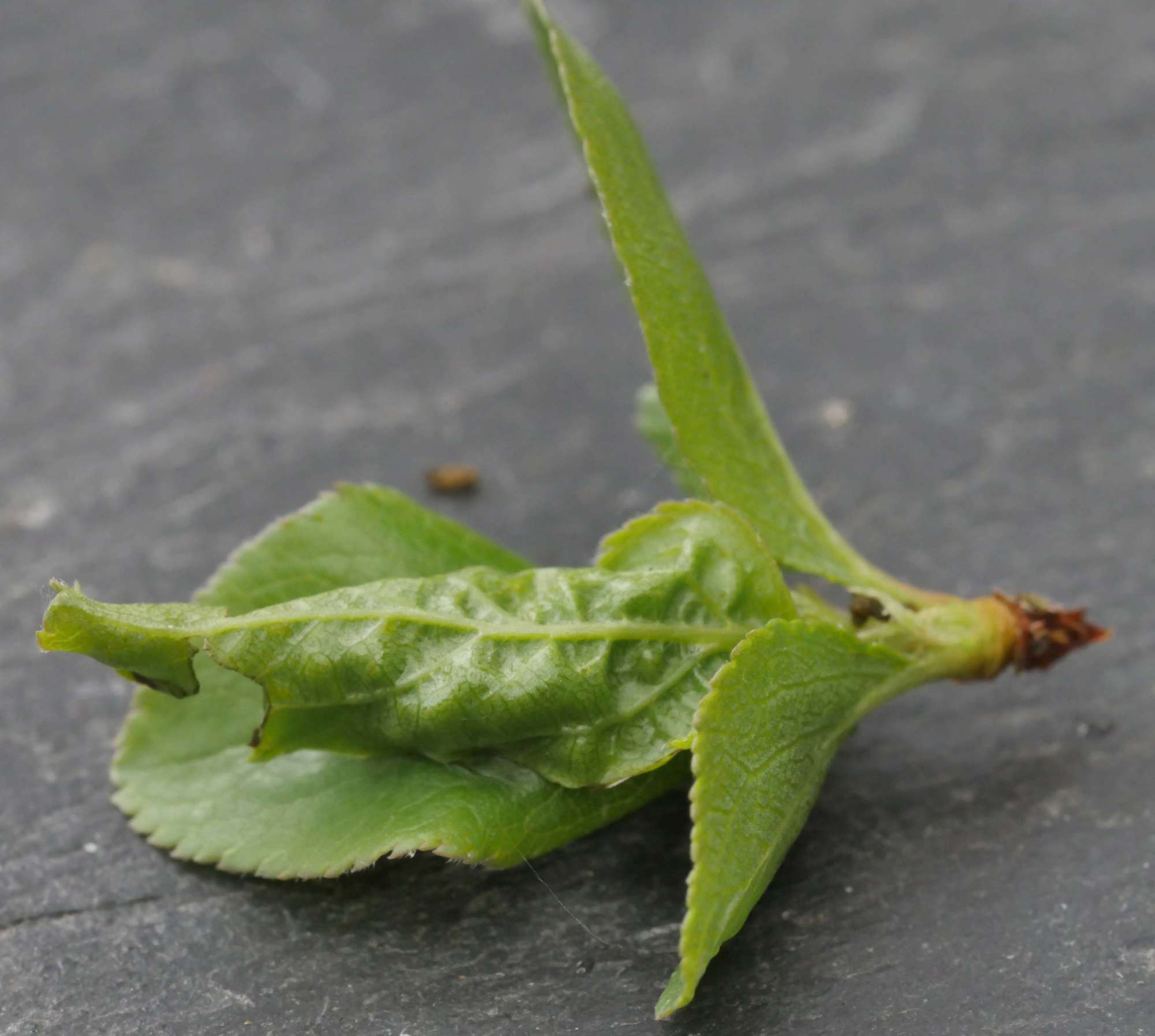 Plum Tortrix (Hedya pruniana) photographed in Somerset by Jenny Vickers