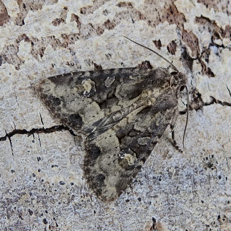 Small Clouded Brindle (Apamea unanimis) photographed in Somerset by Sue Davies